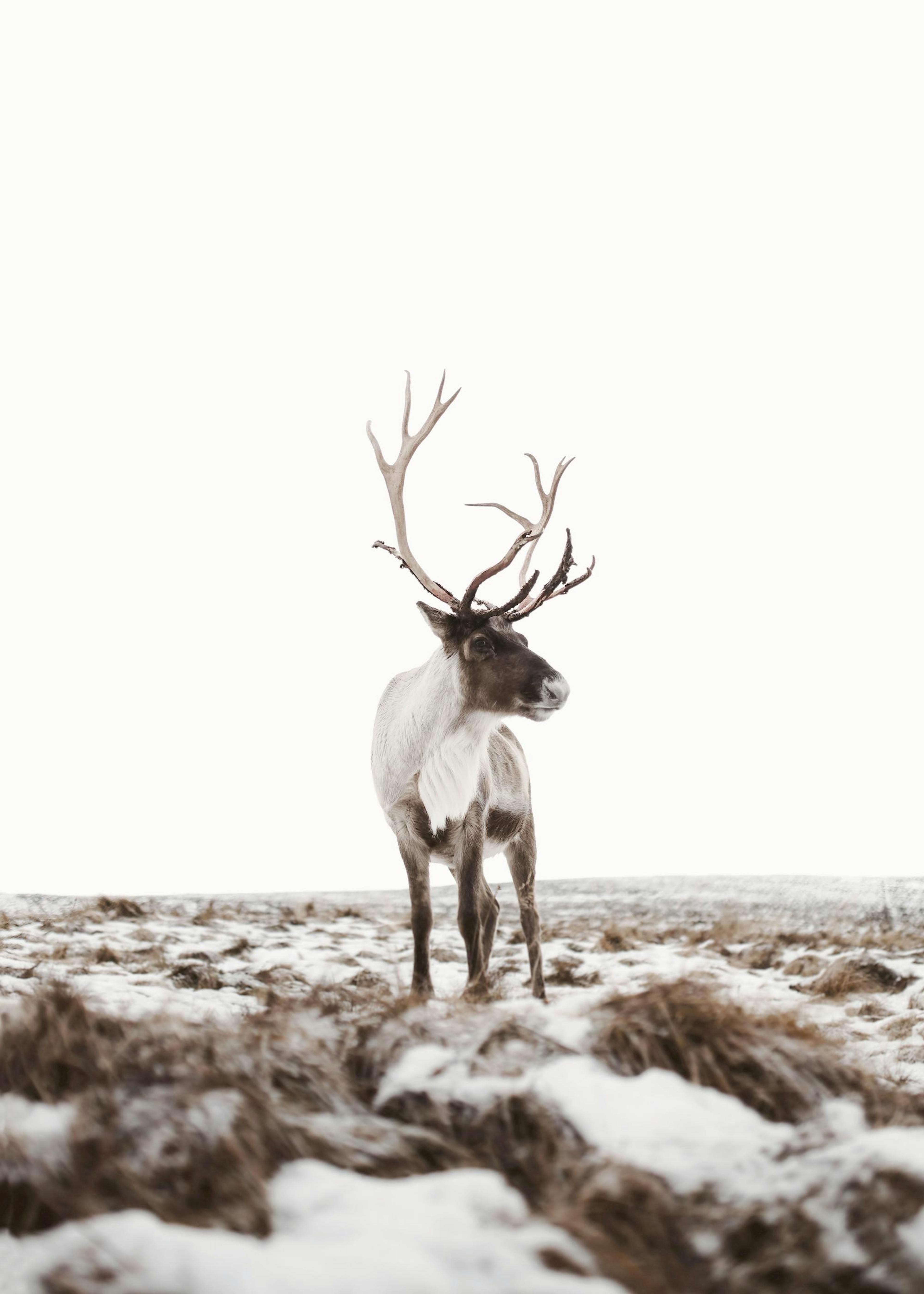 Rentier im Winter mit Schnee und trockenen Gräsern. Naturfotografie mit körniger Textur.