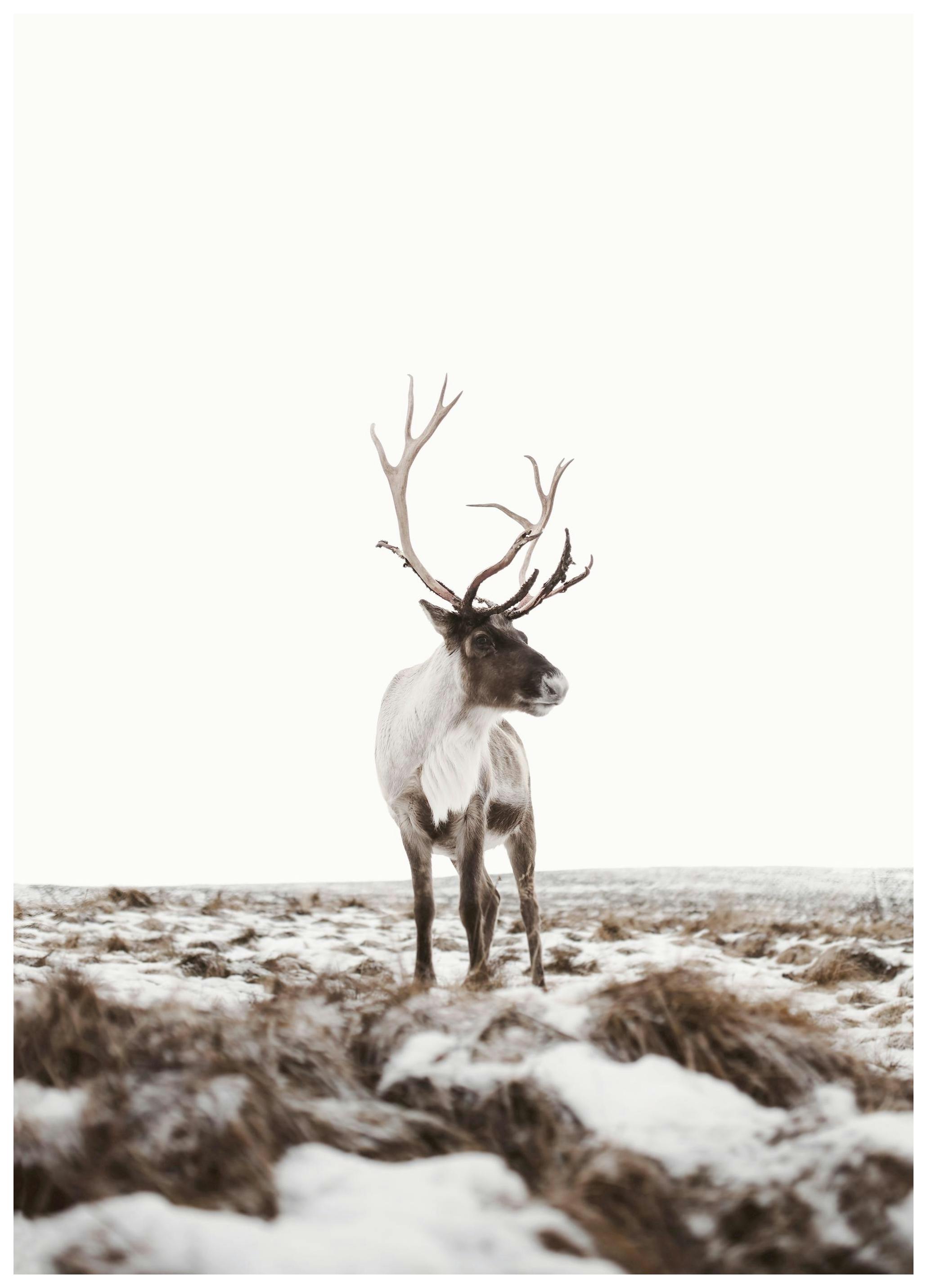 Reindeer Poster (50x70 cm)