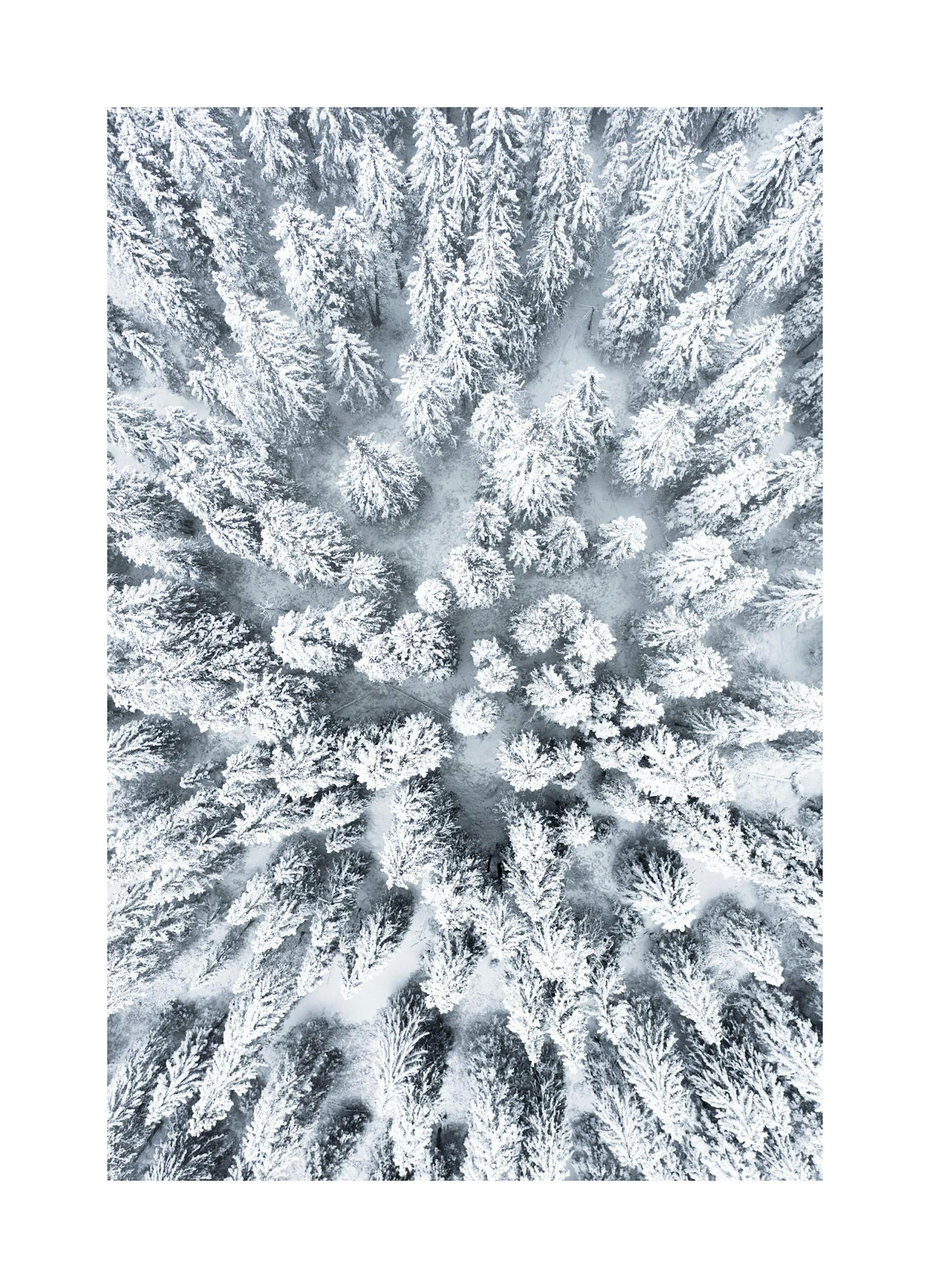 Aerial view of a snow-covered pine forest, white winter trees, frosty nature landscape.