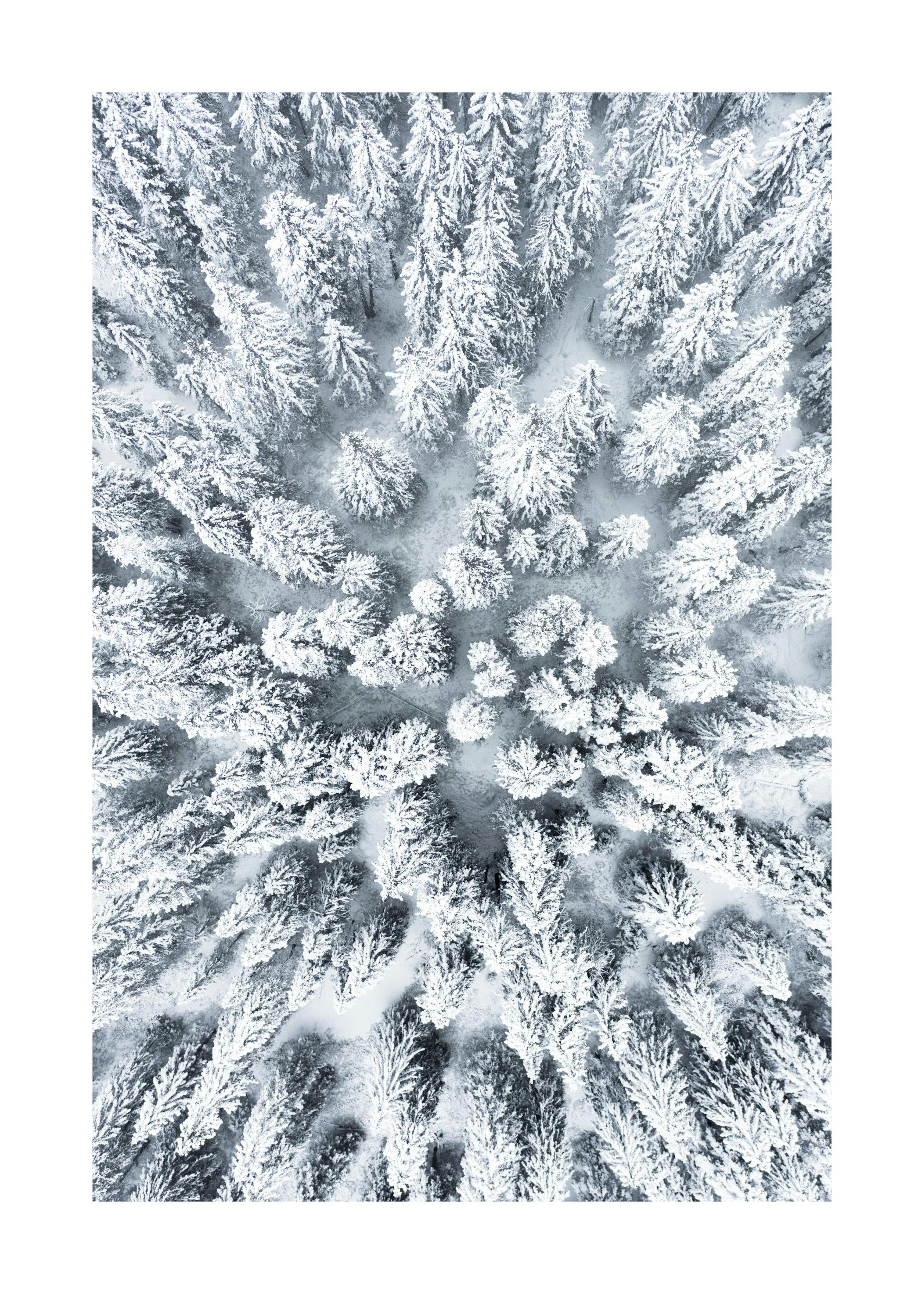 Aerial view of snow-covered pine trees, a beautiful winter forest print poster.