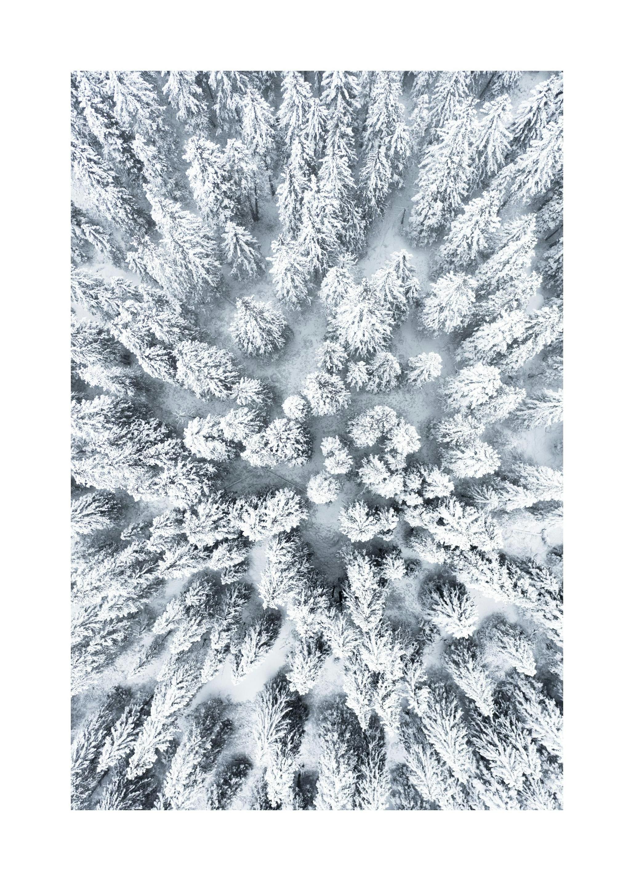 Snowy Trees Poster (50x70 cm)- Posters de inverno