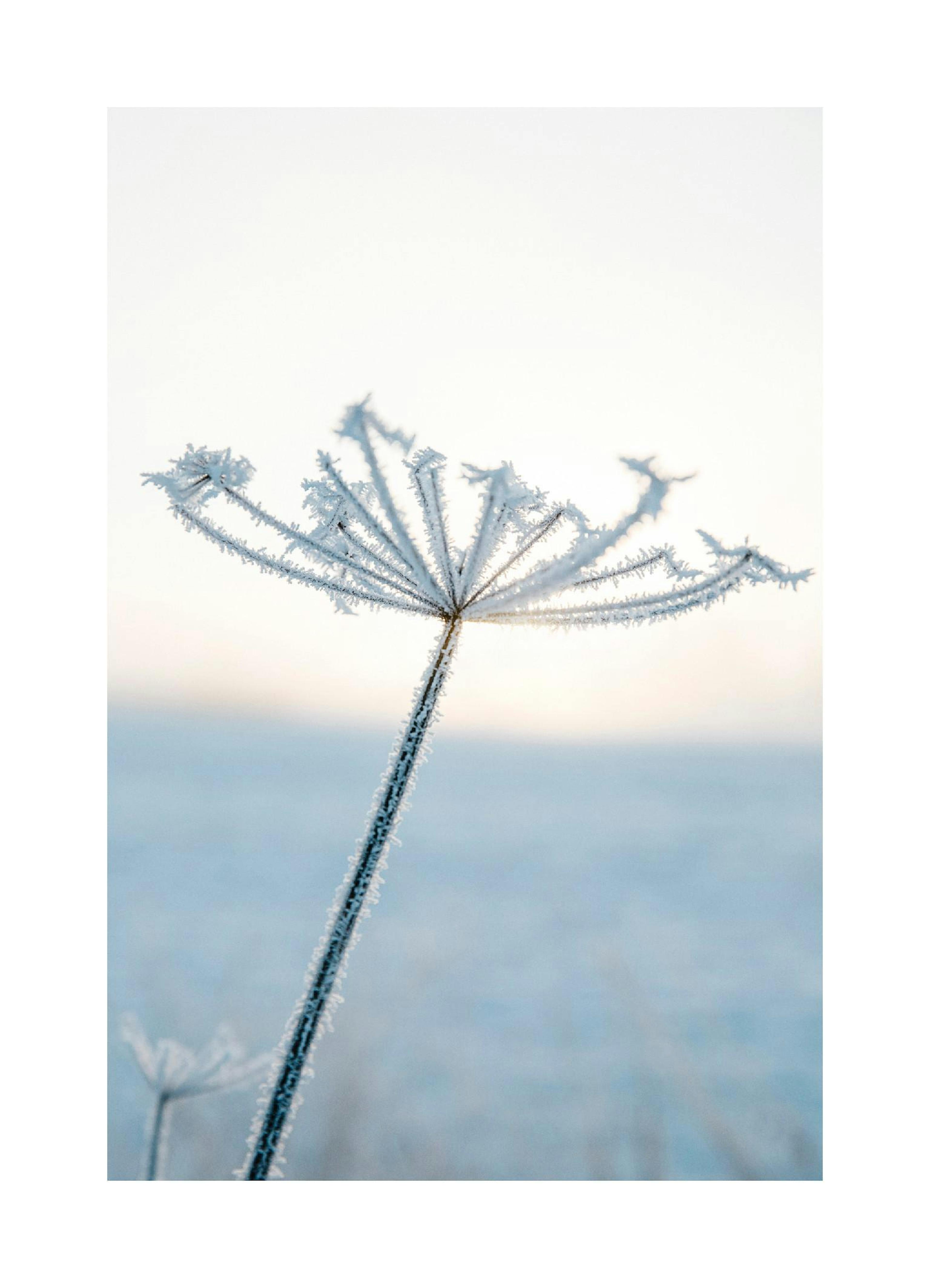 Frostblomst fotoplakat med iskrystaller på en vinterskærmplante i blåt og hvidt