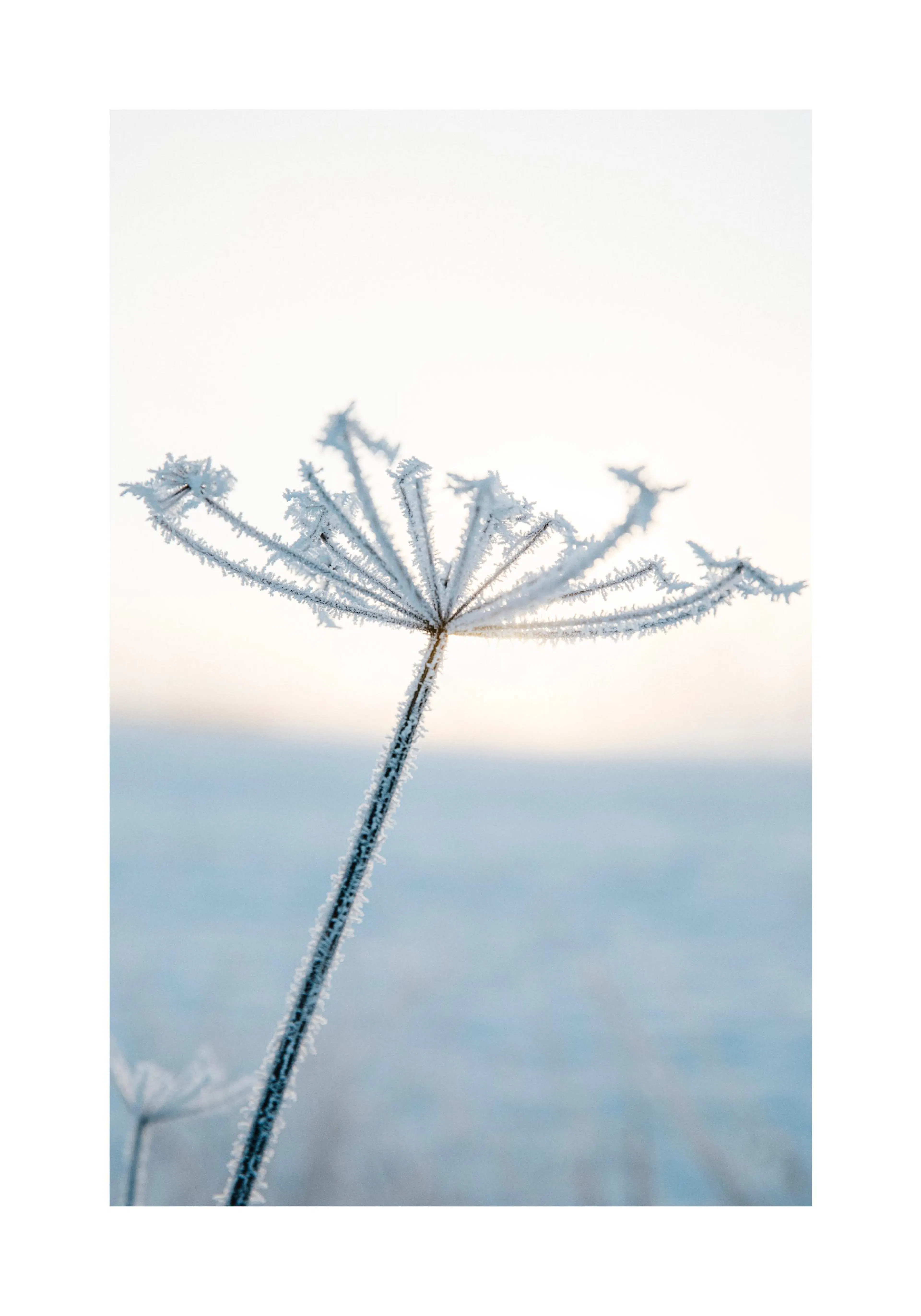 Póster de una flor escarchada con delicados cristales de hielo, capturando la belleza invernal en un campo nevado.