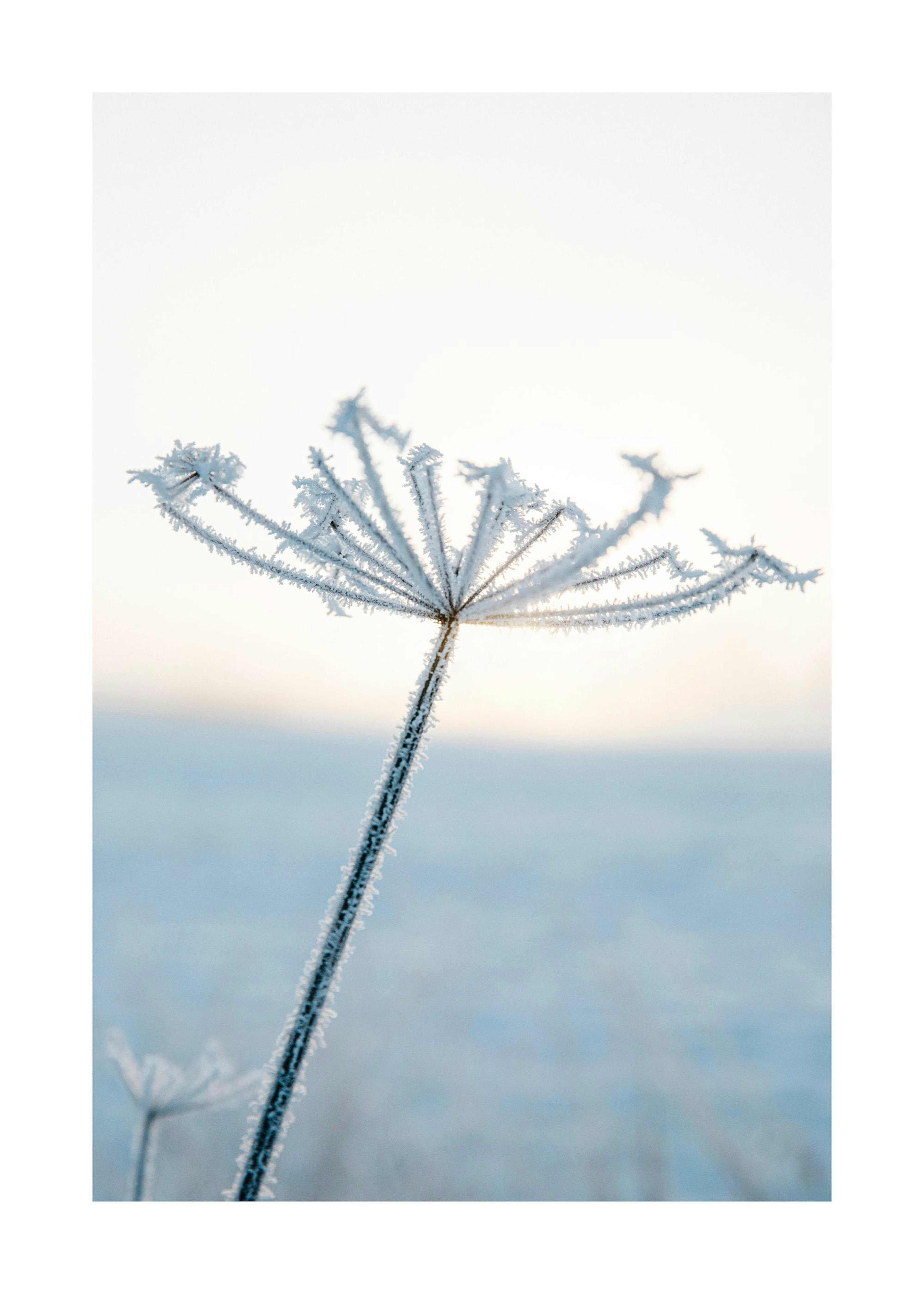 Póster de flor gelada com estrutura de grãos, perfeito para decoração de inverno, arte de parede de flor