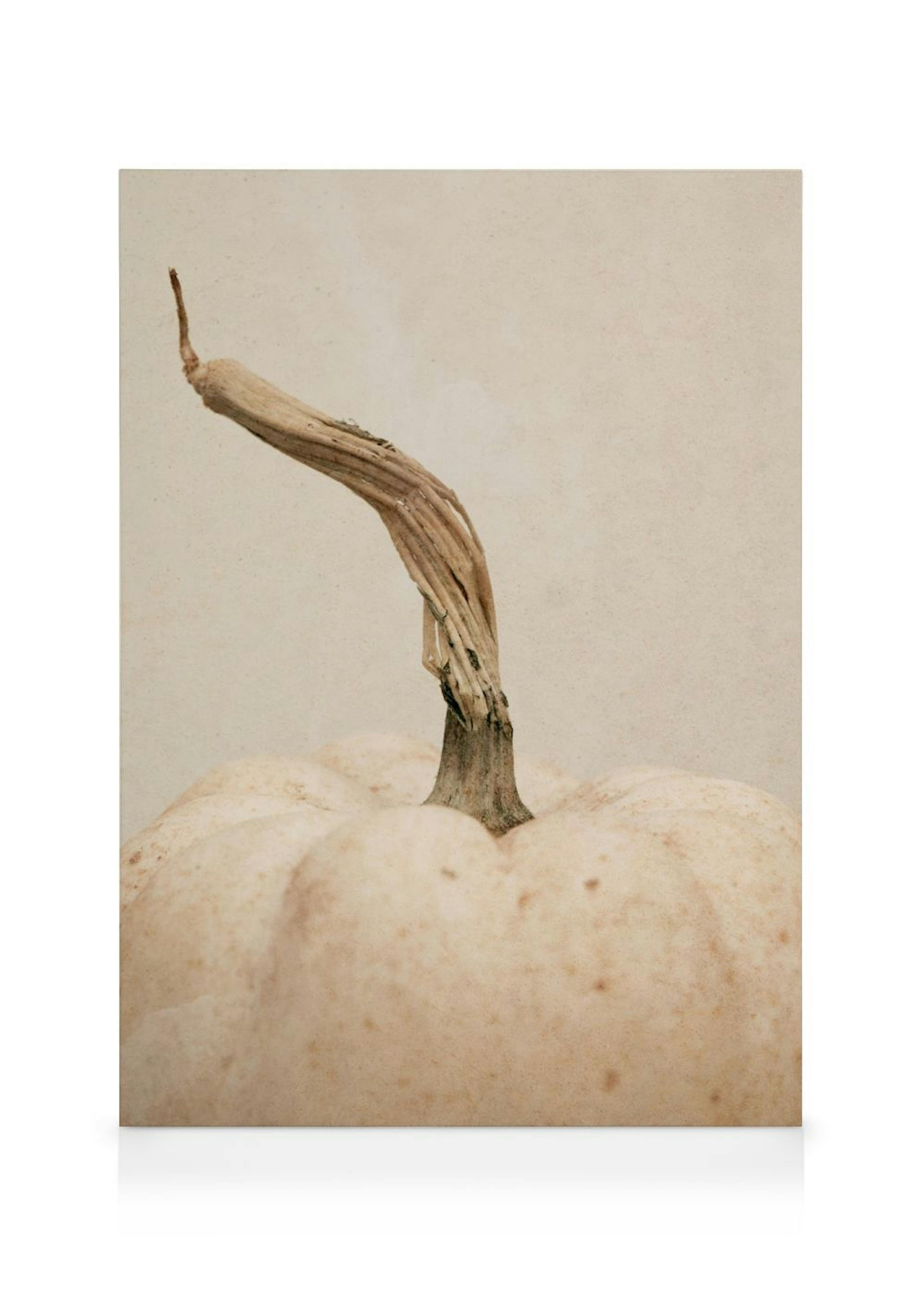 White Pumpkin Canvas print 0