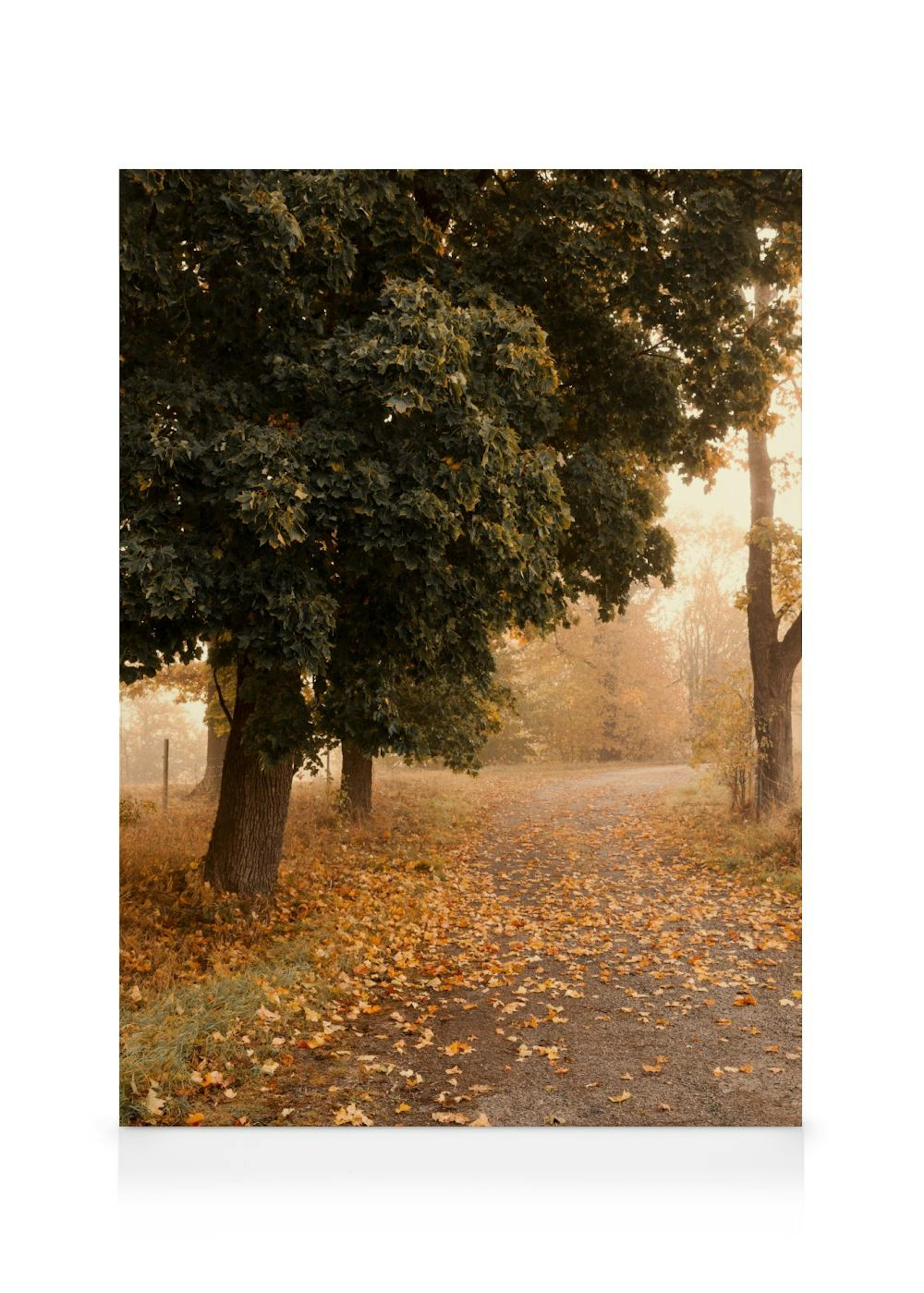 Autumn Stroll Canvas print 0
