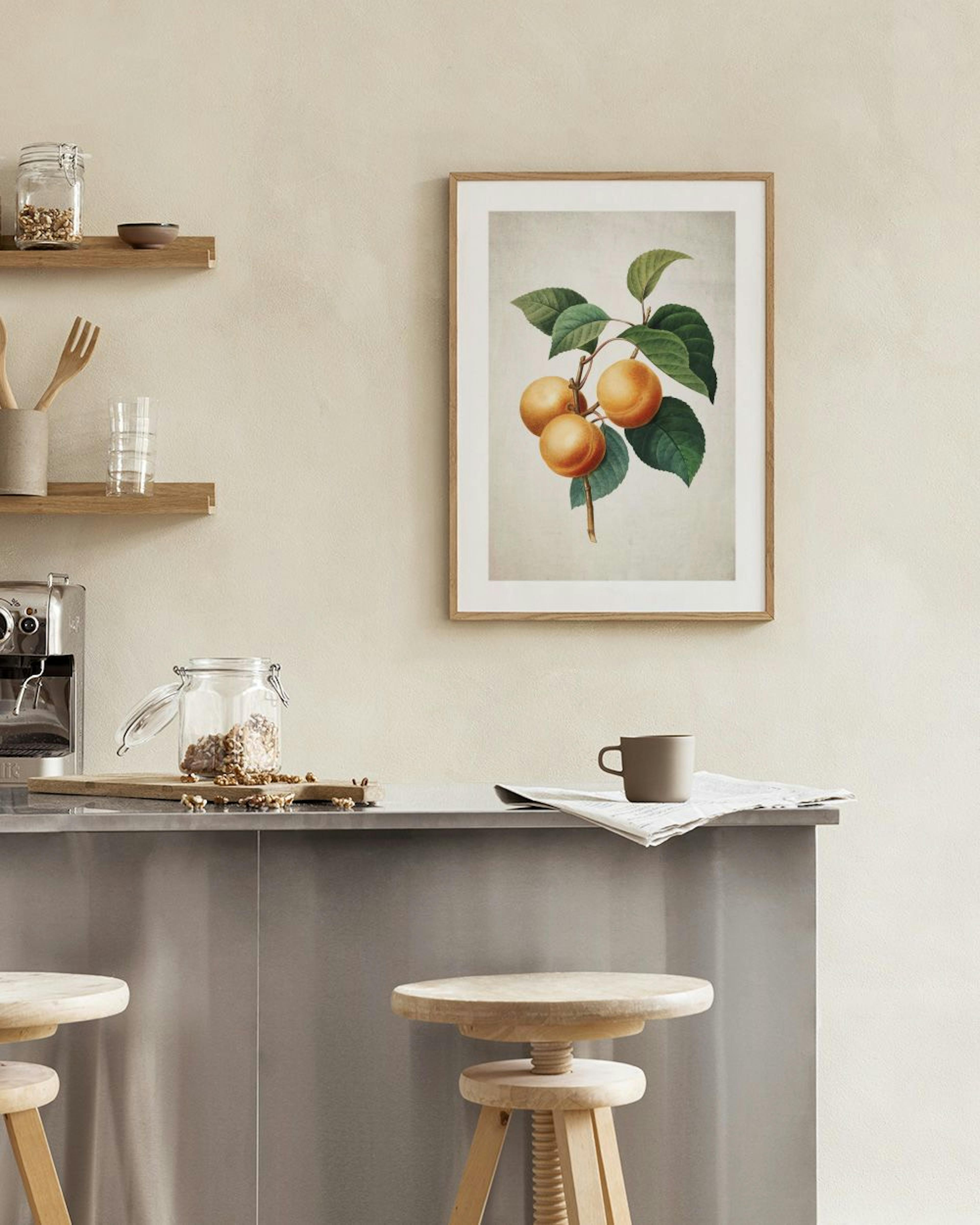 En plakat med en botanisk illustration af tre abrikoser på en gren med grønne blade, hængende over et hvidt skab.