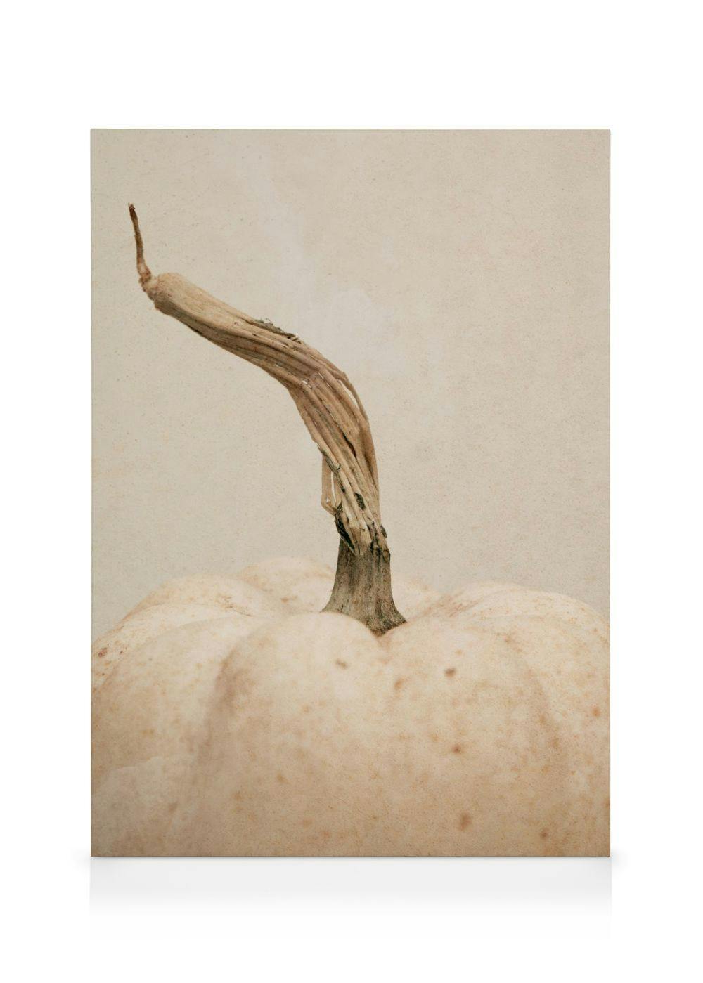 Obrazy na płótnie White Pumpkin Obraz na płótnie (70x100 cm - Czarna ramka)