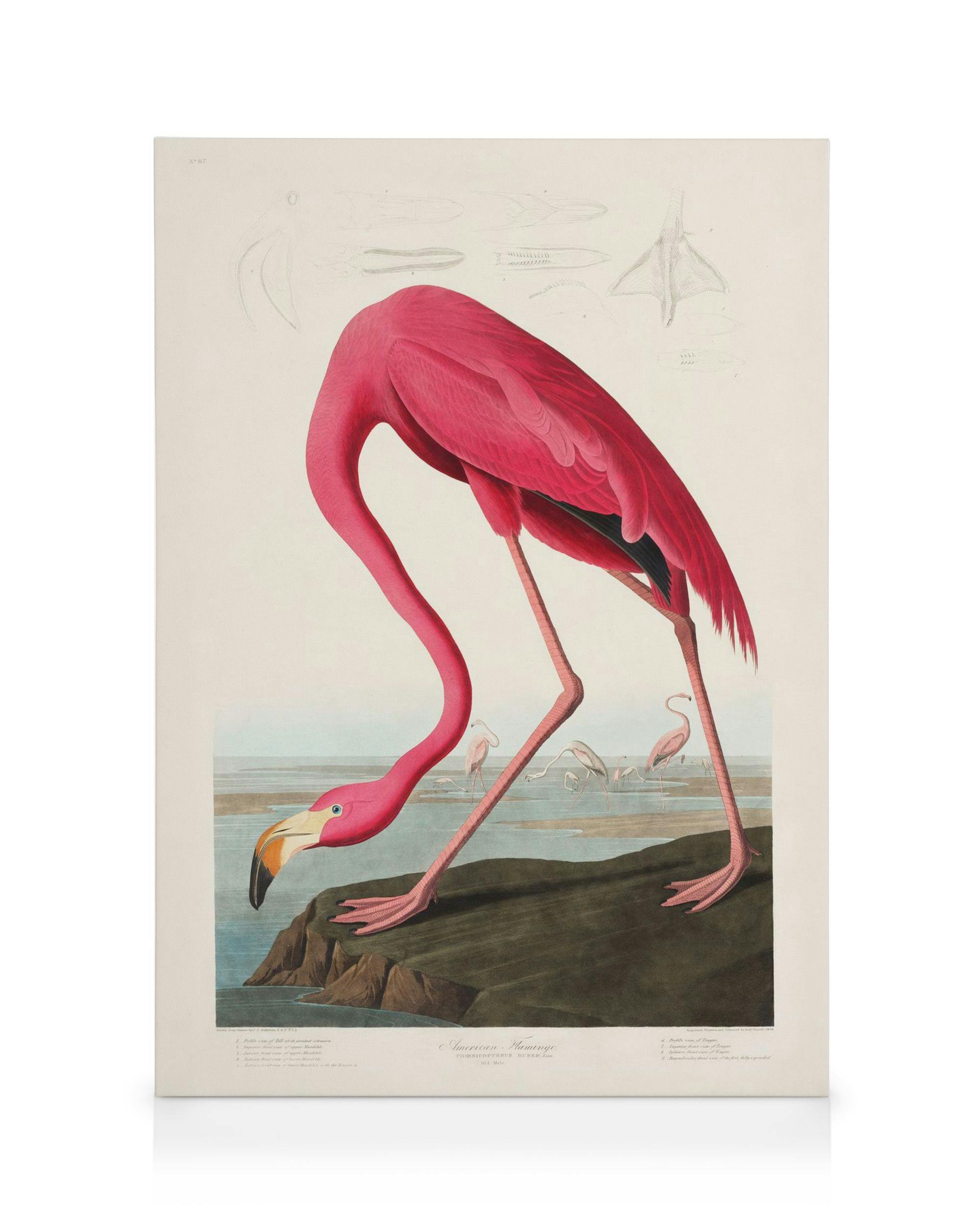 Audubon Rosa Flamingo-Leinwandbild, der Vogel beugt sich über Wasser in einem naturgetreuen Stil.