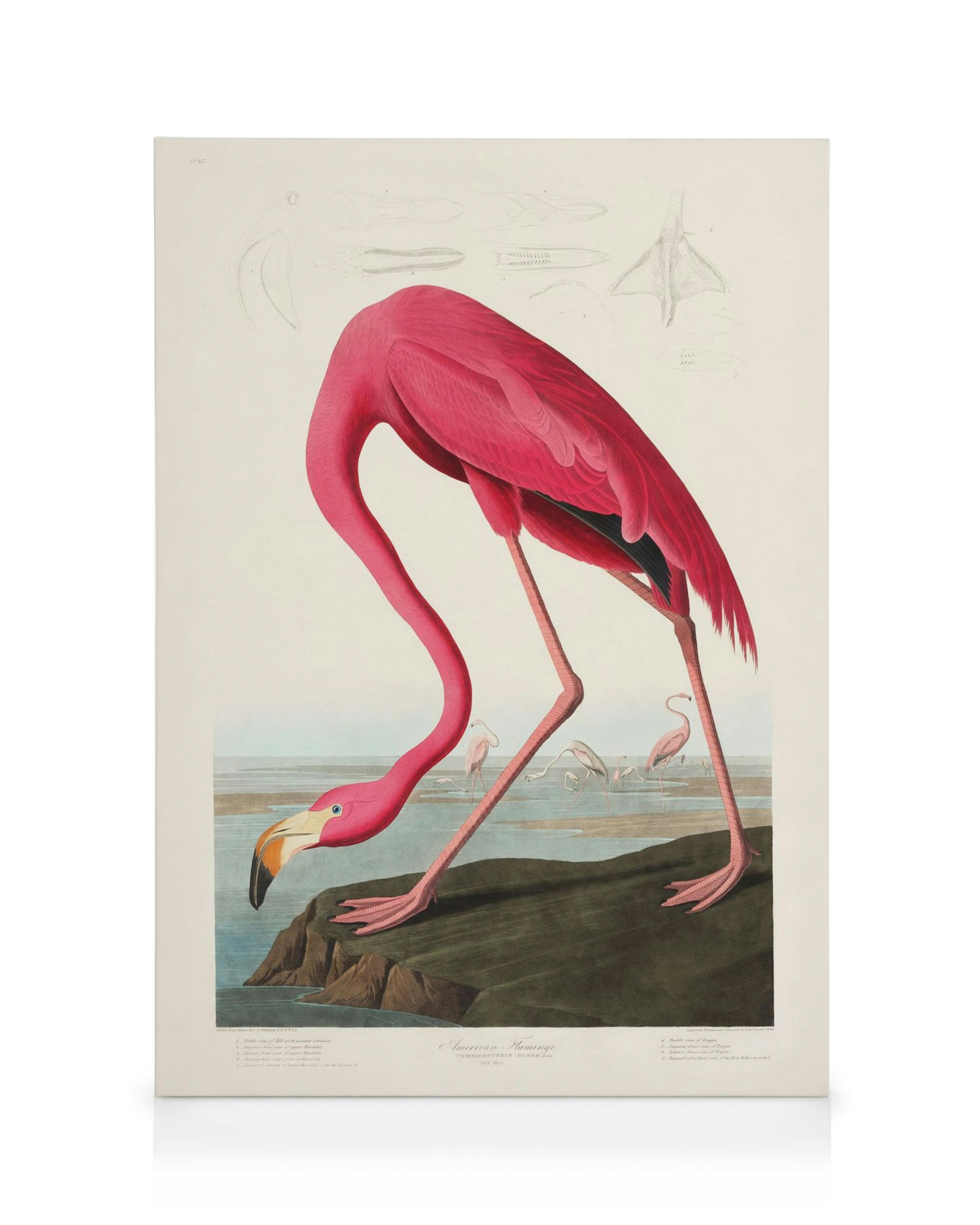 Audubons Pink Flamingo print from Birds of America, flamingo bending to a rock in water, other flamingos in background