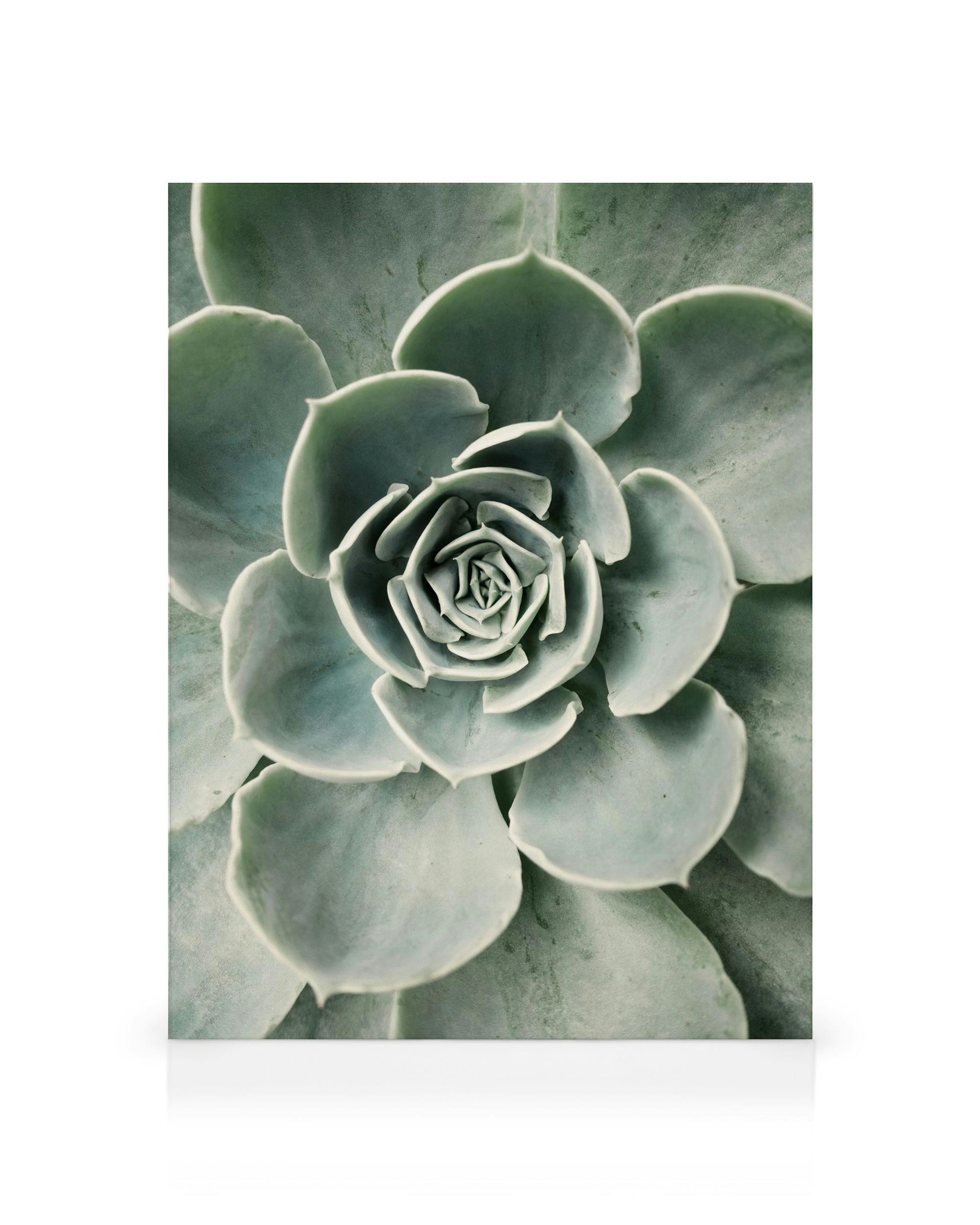 Canvas van een groene vetplant met dikke, afgeronde bladeren.