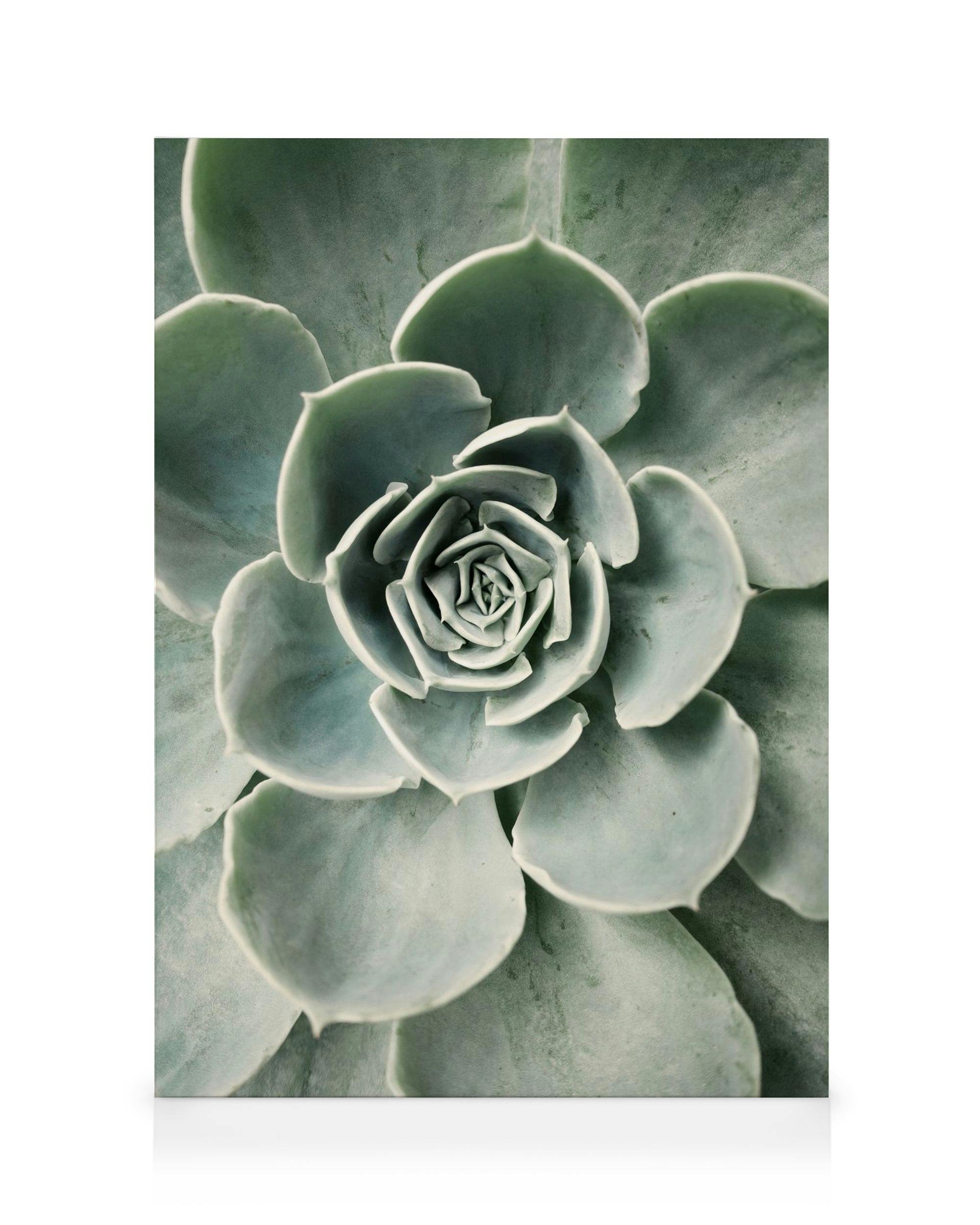 Stampa su tela di una succulenta verde con foglie arrotondate, dettagliata e realistica, perfetta per larredamento botanico.