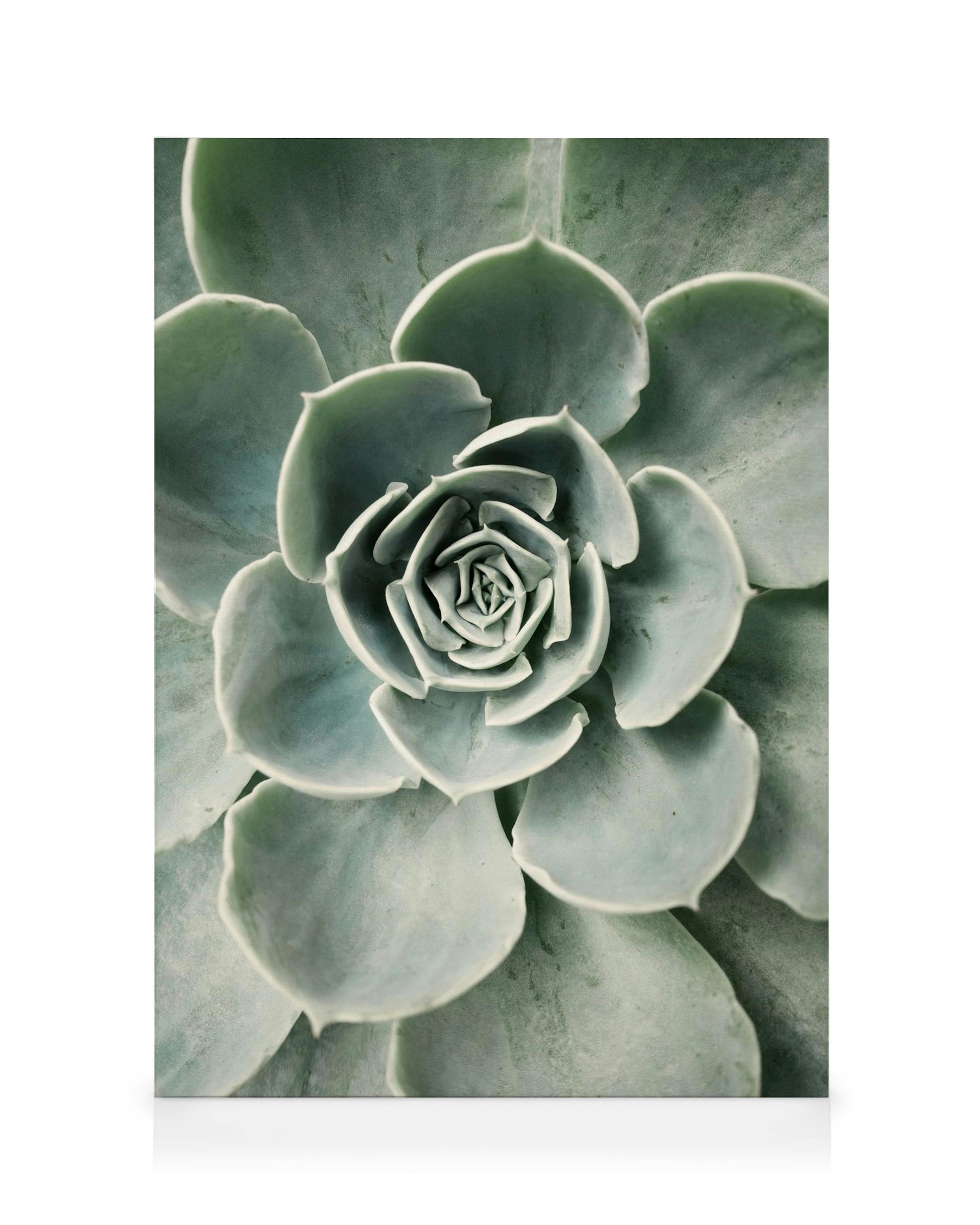 Stampa su tela di una succulenta verde con foglie arrotondate, dettagliata e realistica, perfetta per larredamento botanico.