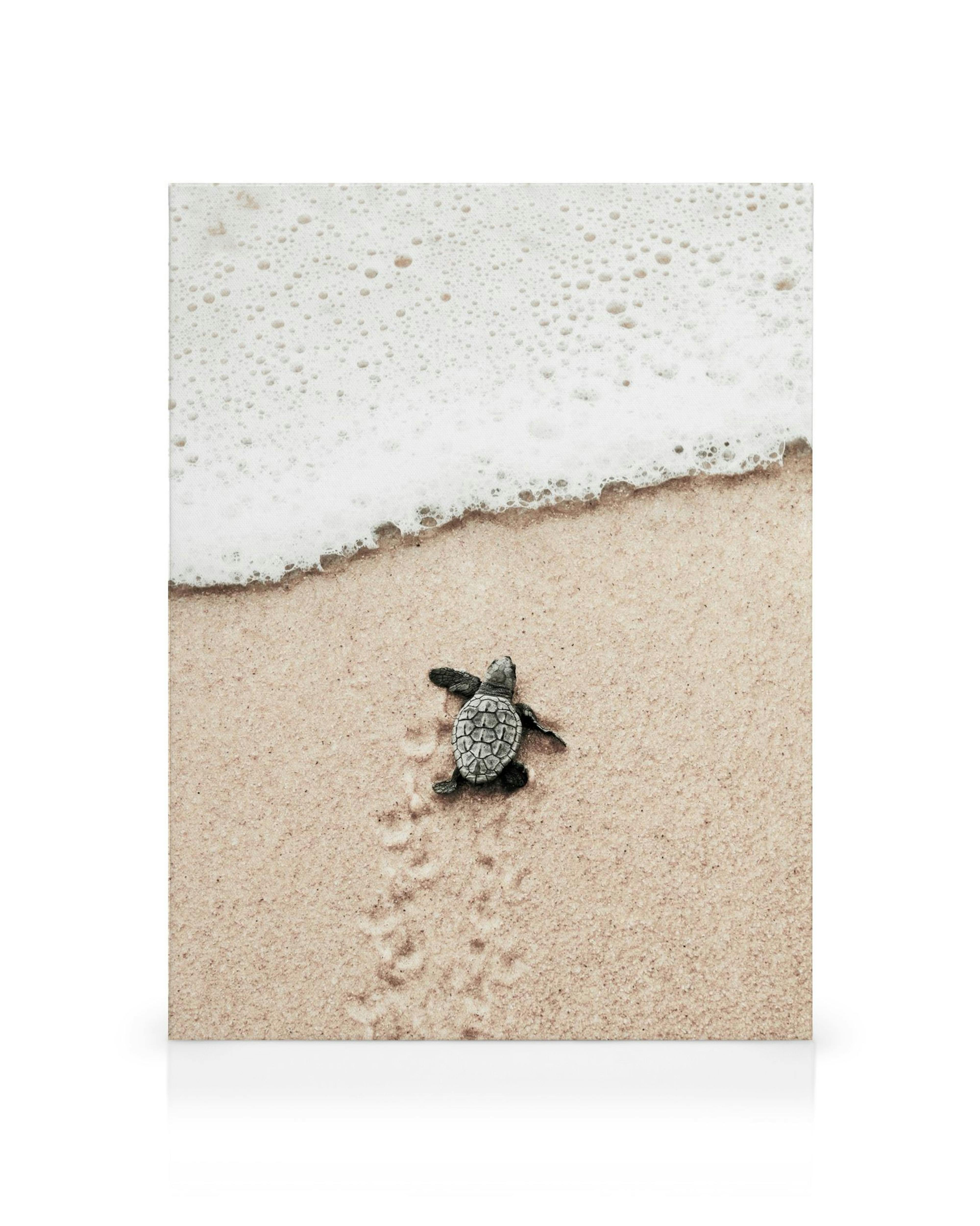 Canvas met schildpad op zandstrand, sporen achterlatend, met schuimende golf op de achtergrond. Stranddecor, dierenthema.