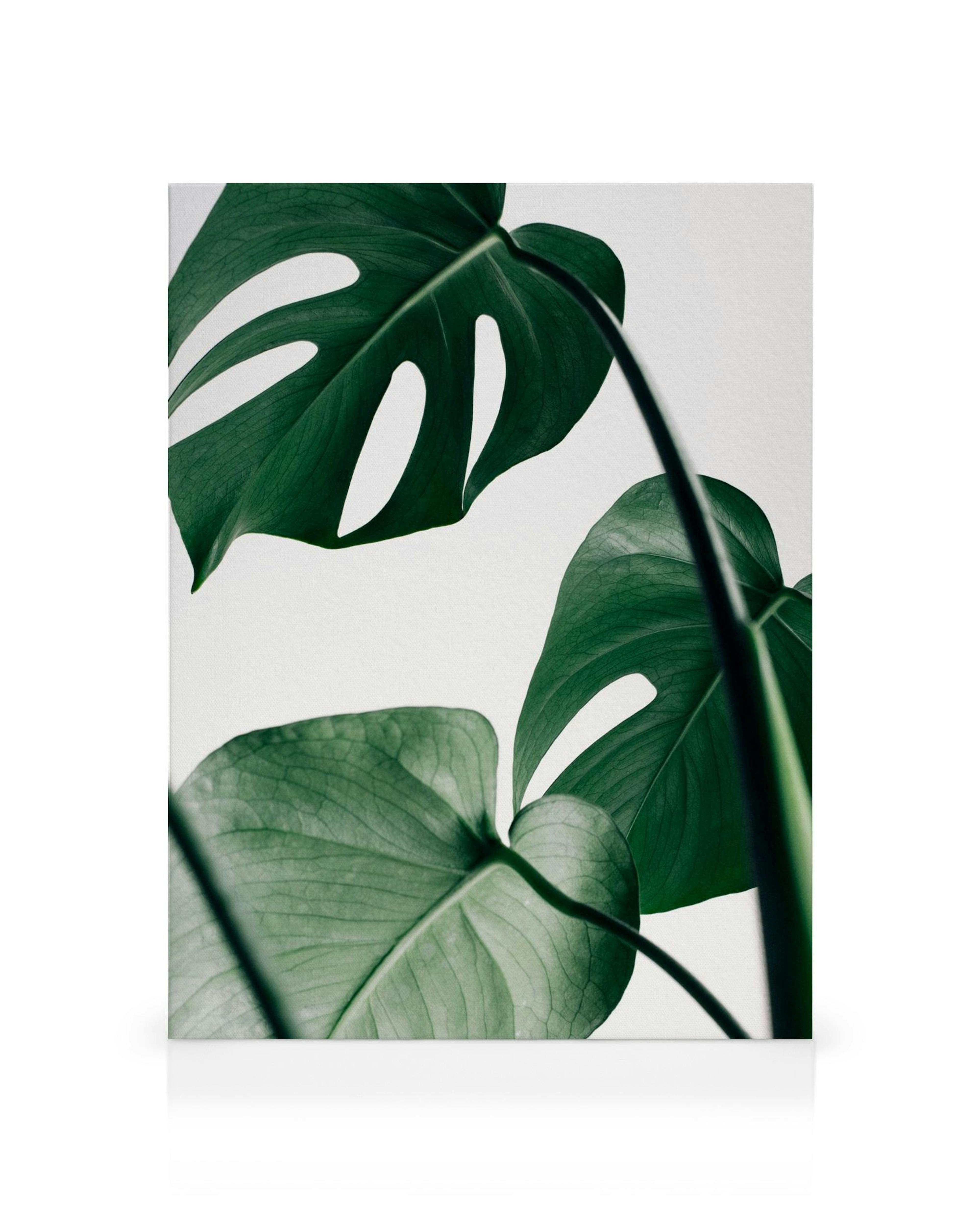 Toile Monstera Three avec des feuilles vertes foncées et claires sur fond blanc, style botanique
