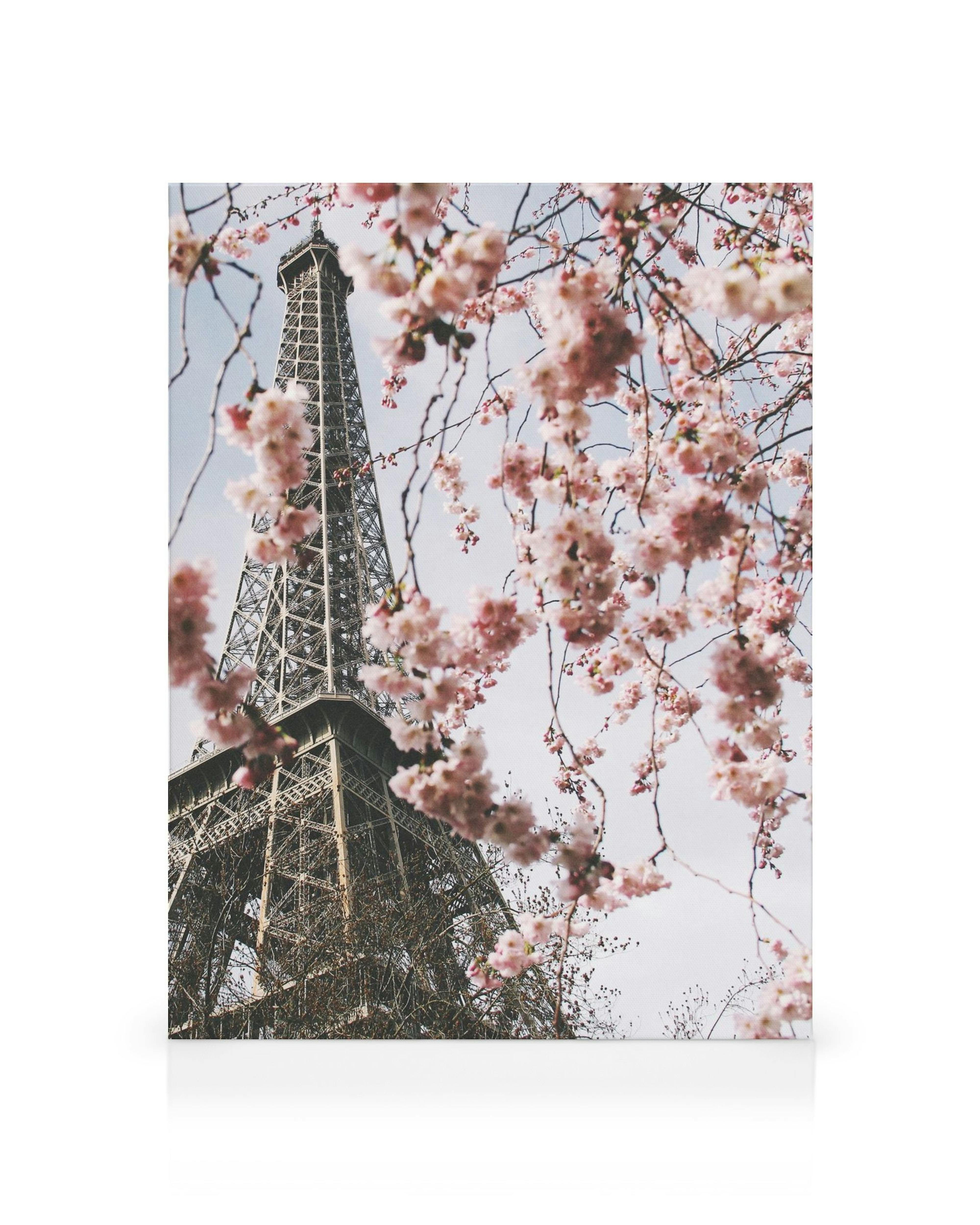 Eiffel-torni näkyy runsaiden vaaleanpunaisten kirsikankukkien välissä, luoden romanttisen Pariisi-aiheisen kanvaasin.