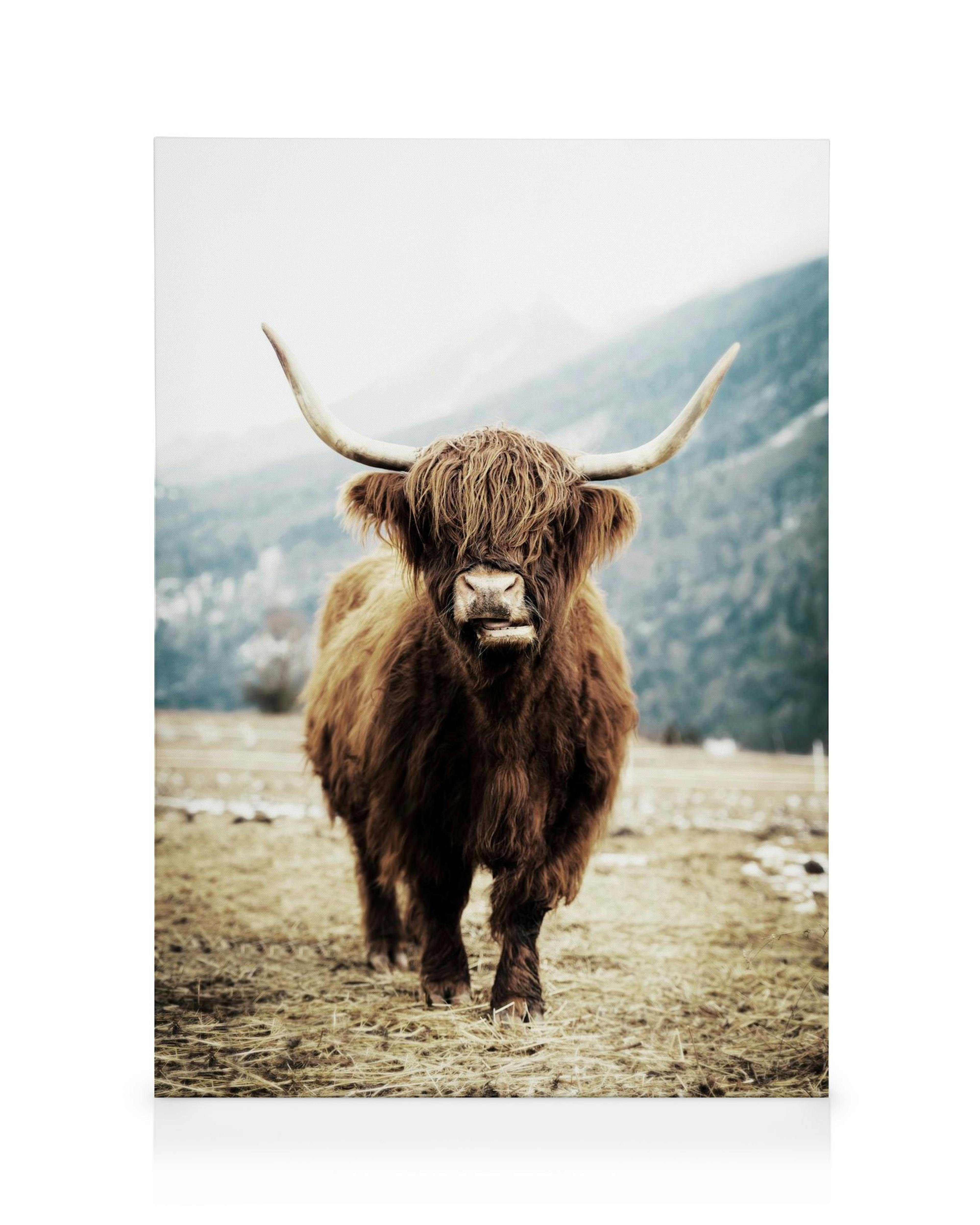 Hnědý skot Highland s dlouhými rohy v zimní krajině, horské pozadí