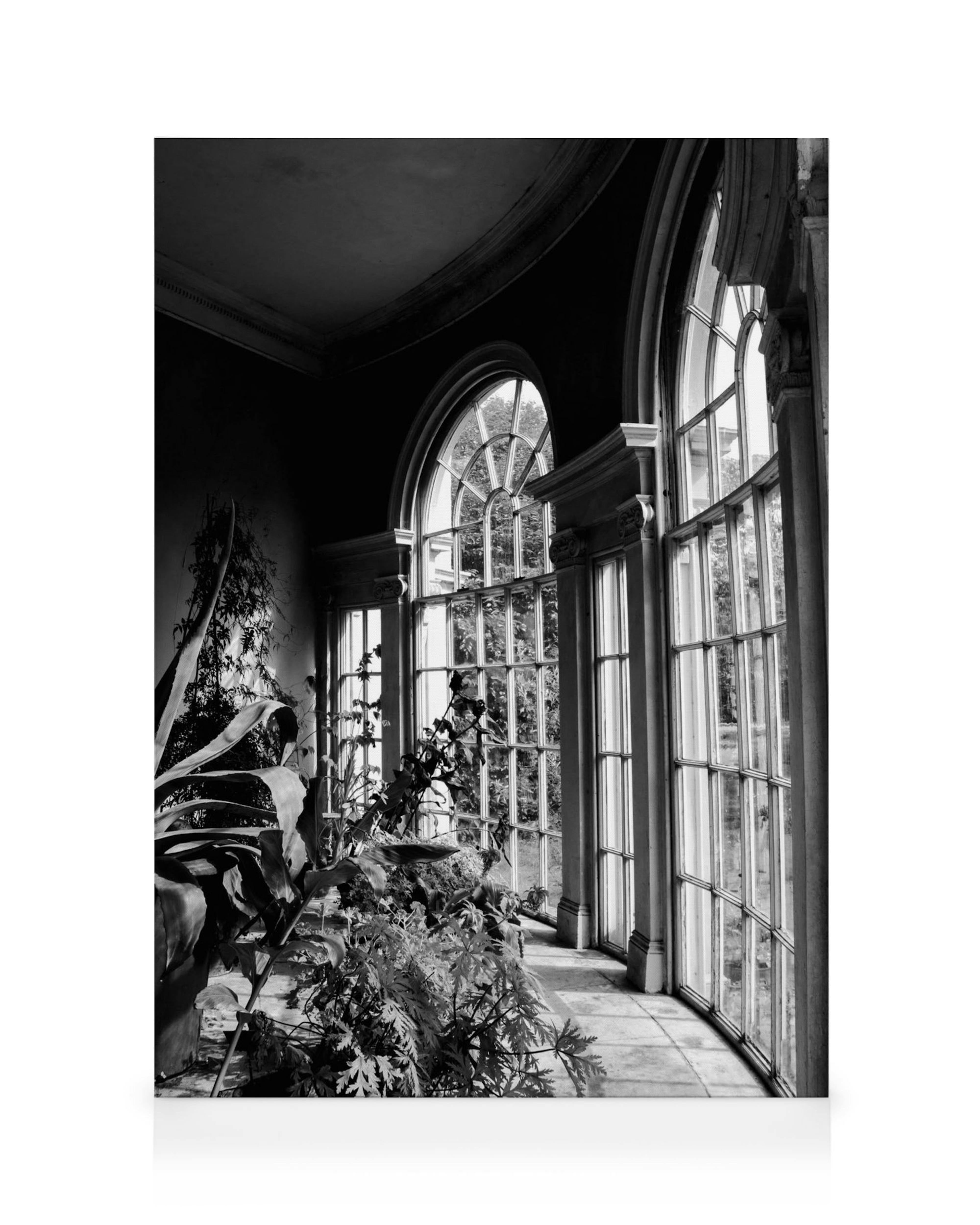 Schwarz-weißes Foto einer Fensterfront mit Pflanzen, die das Licht in einem Gewächshaus oder Gartenhaus einfangen.