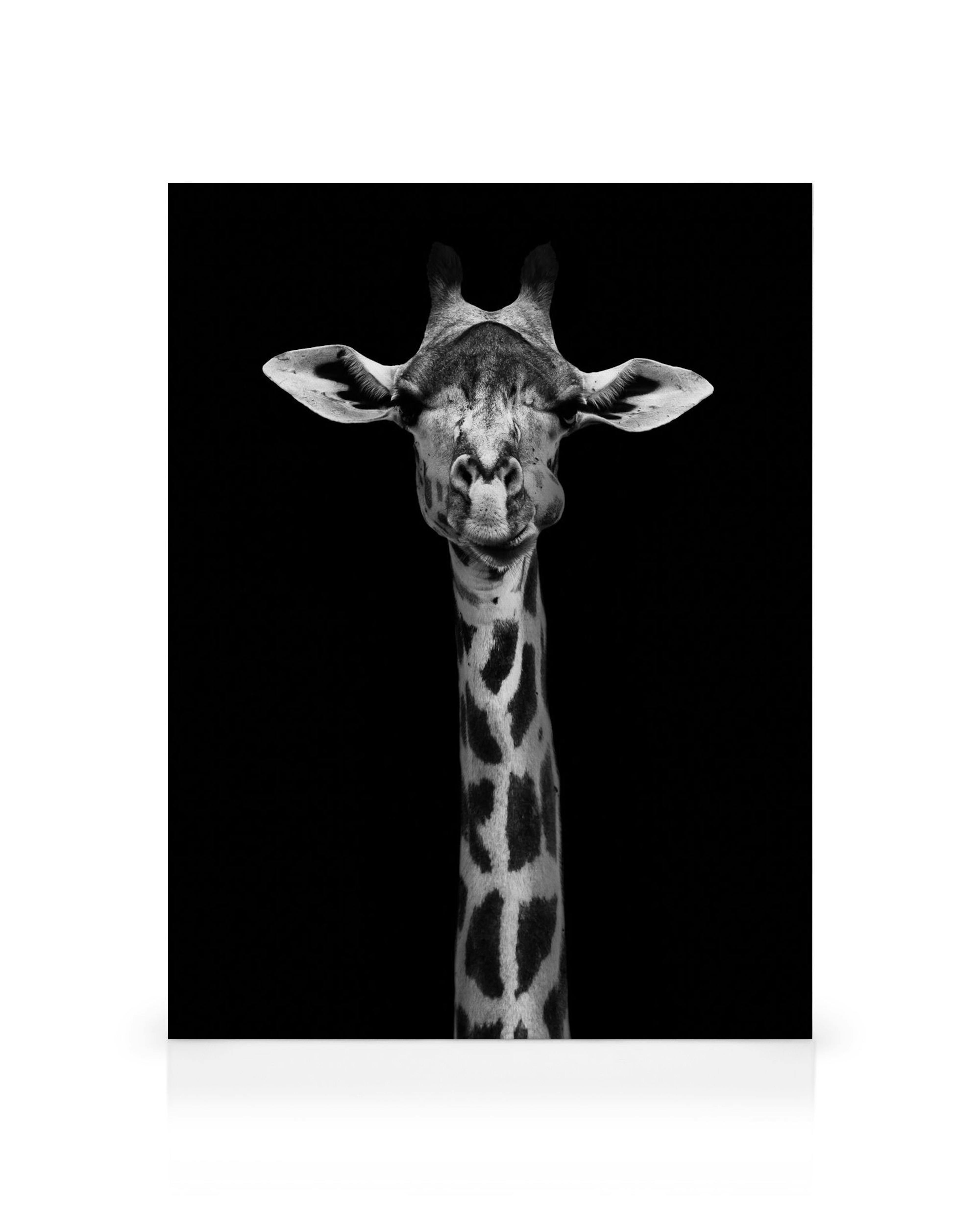 Toile noire et blanche, illustration contrastée dune girafe avec son cou et sa tête en gros plan