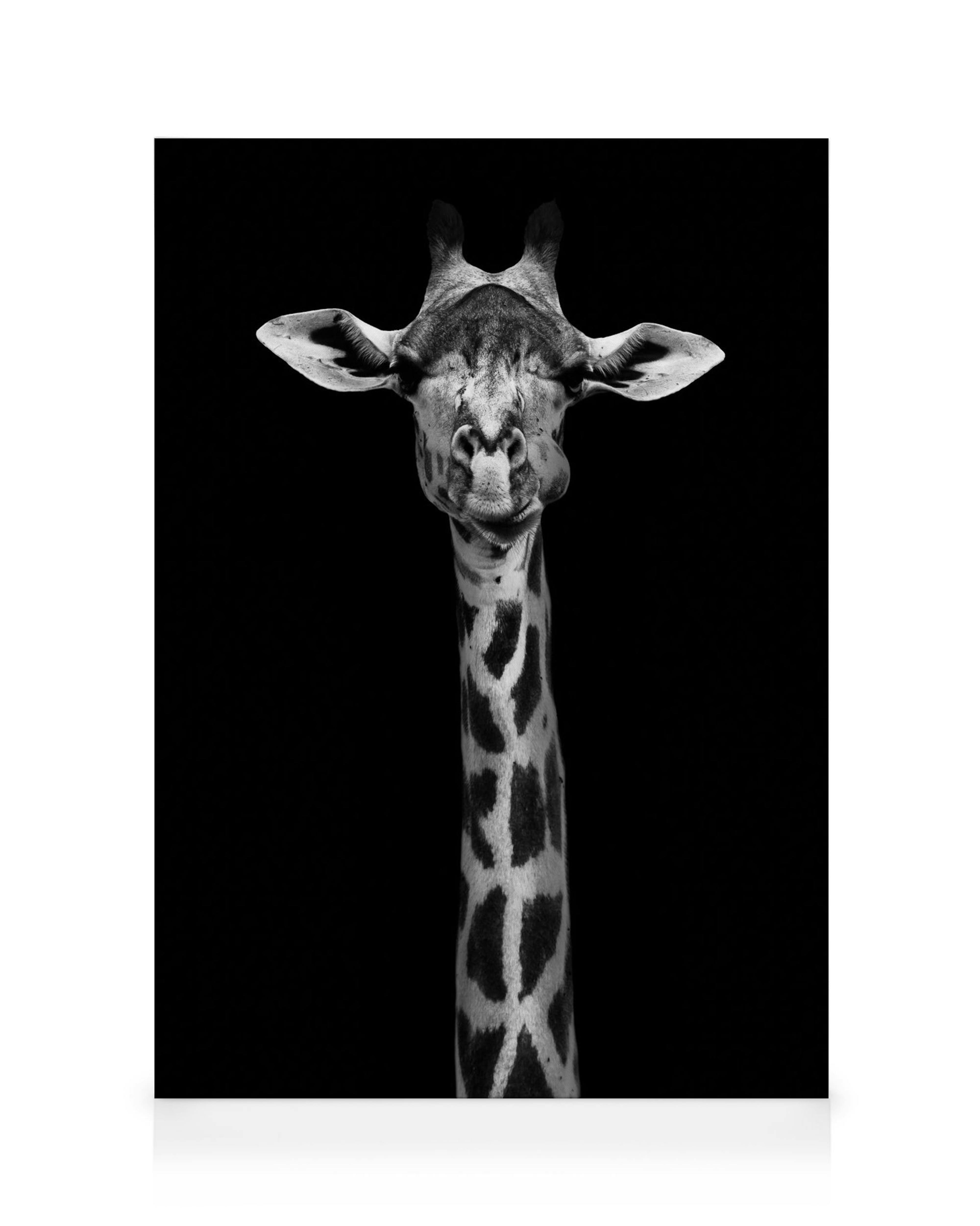 Primer plano de una jirafa en blanco y negro, su rostro y cuello con patrón de manchas resaltan sobre el fondo oscuro.