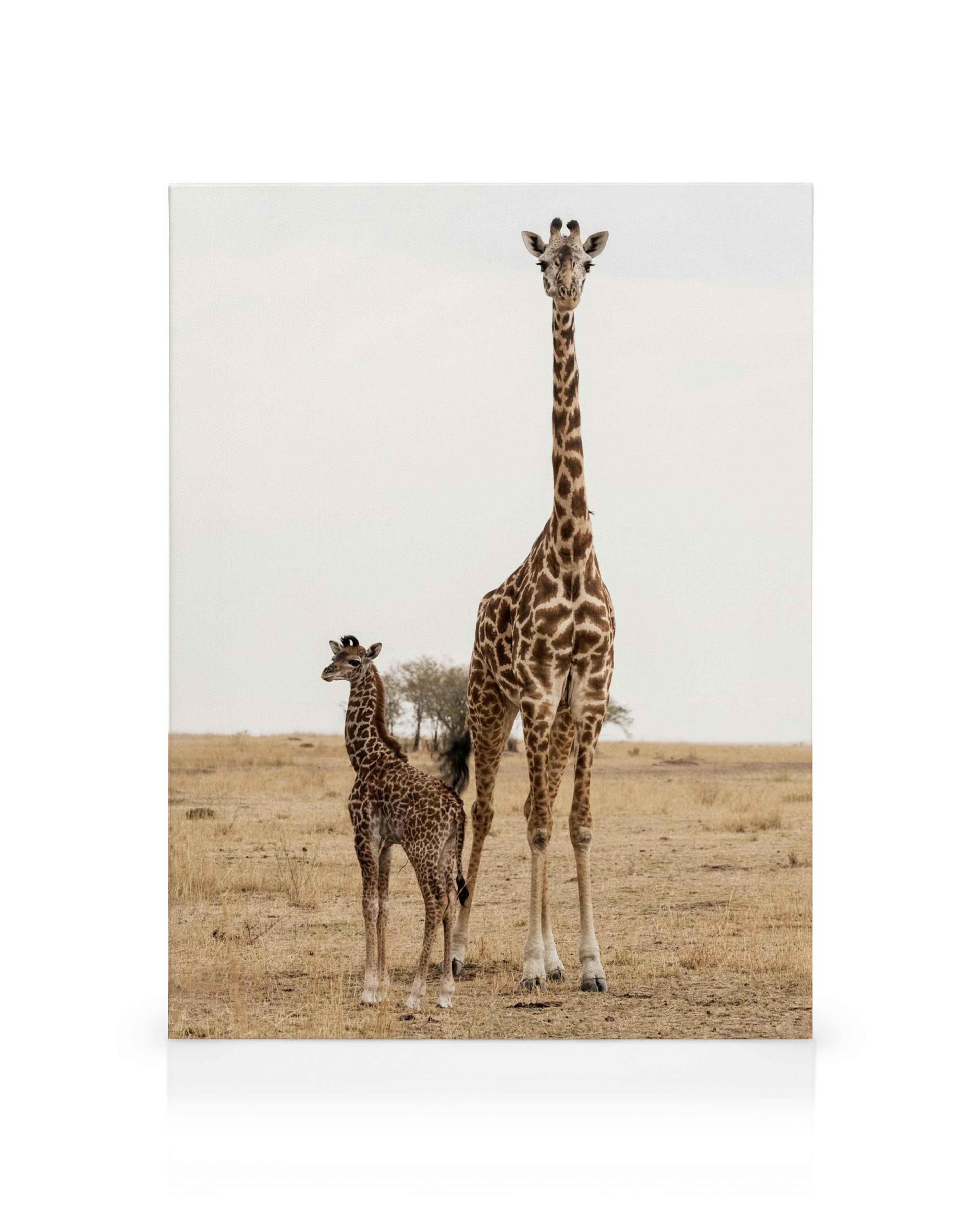 Mother and baby giraffe standing in a dry, open field under a cloudy sky. Wildlife canvas print.