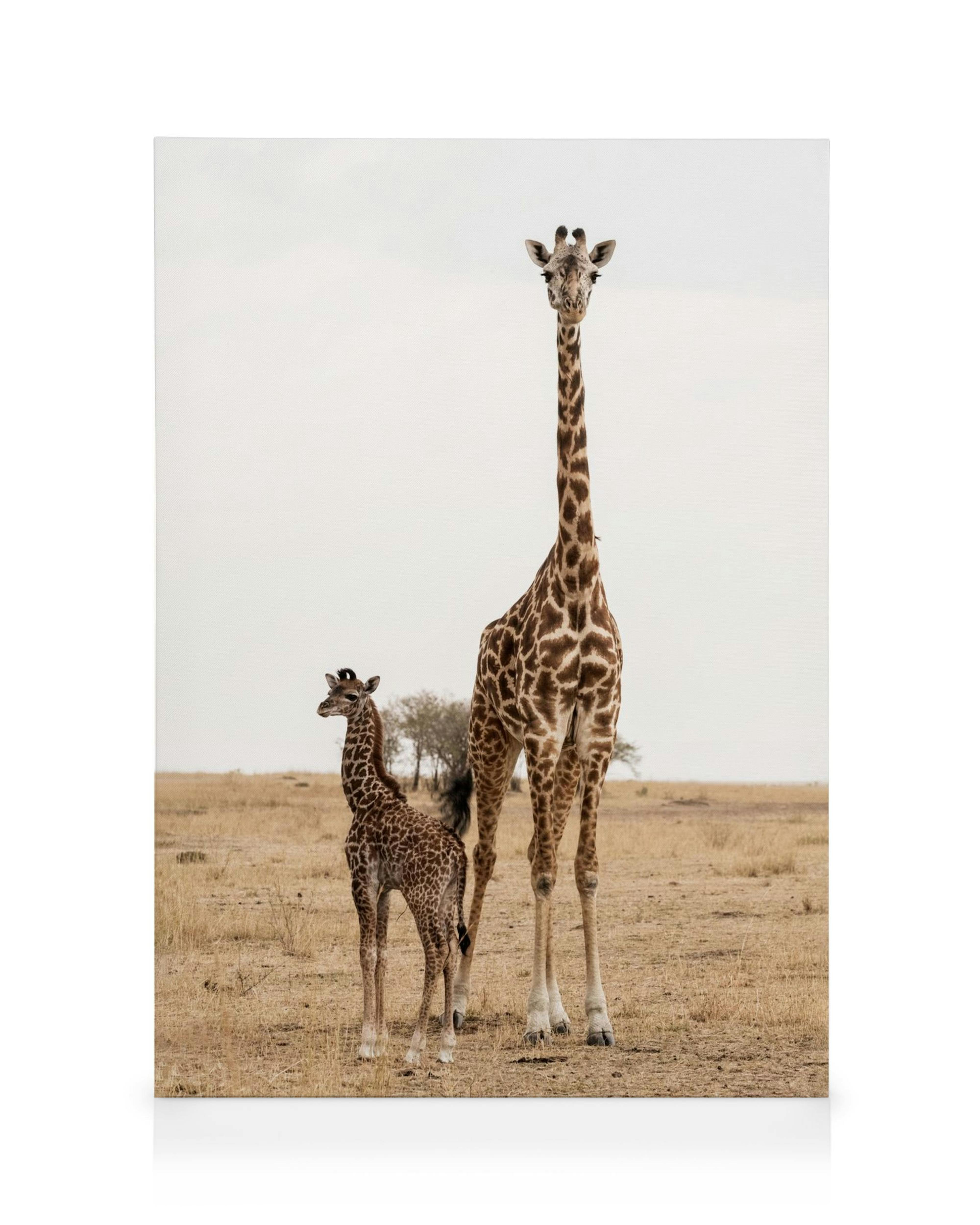 Mother and baby giraffe on dry savanna with sparse trees under a pale sky. Wildlife wall art.