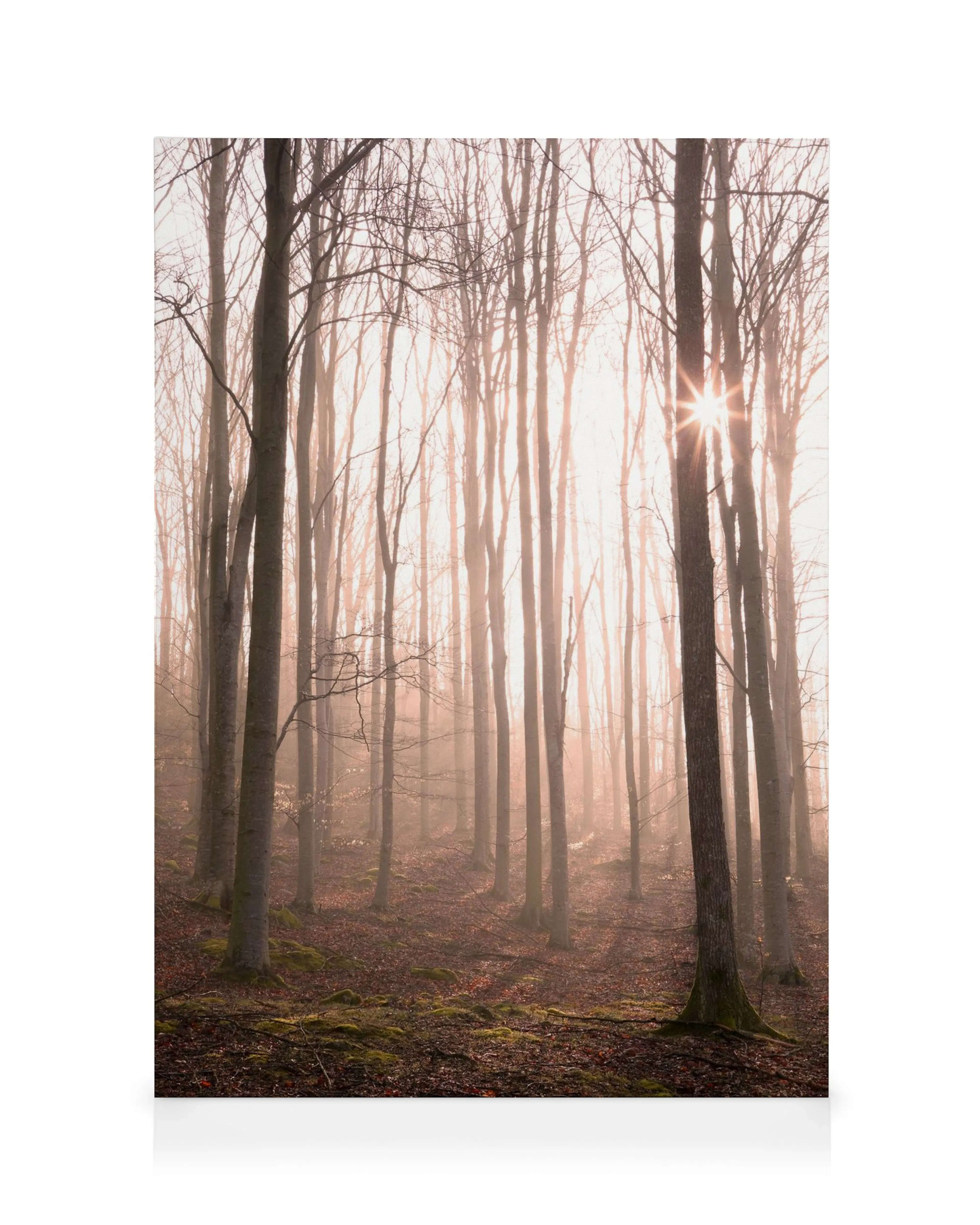 Tranh Thiên Nhiên Forest in Fog Canvas print
