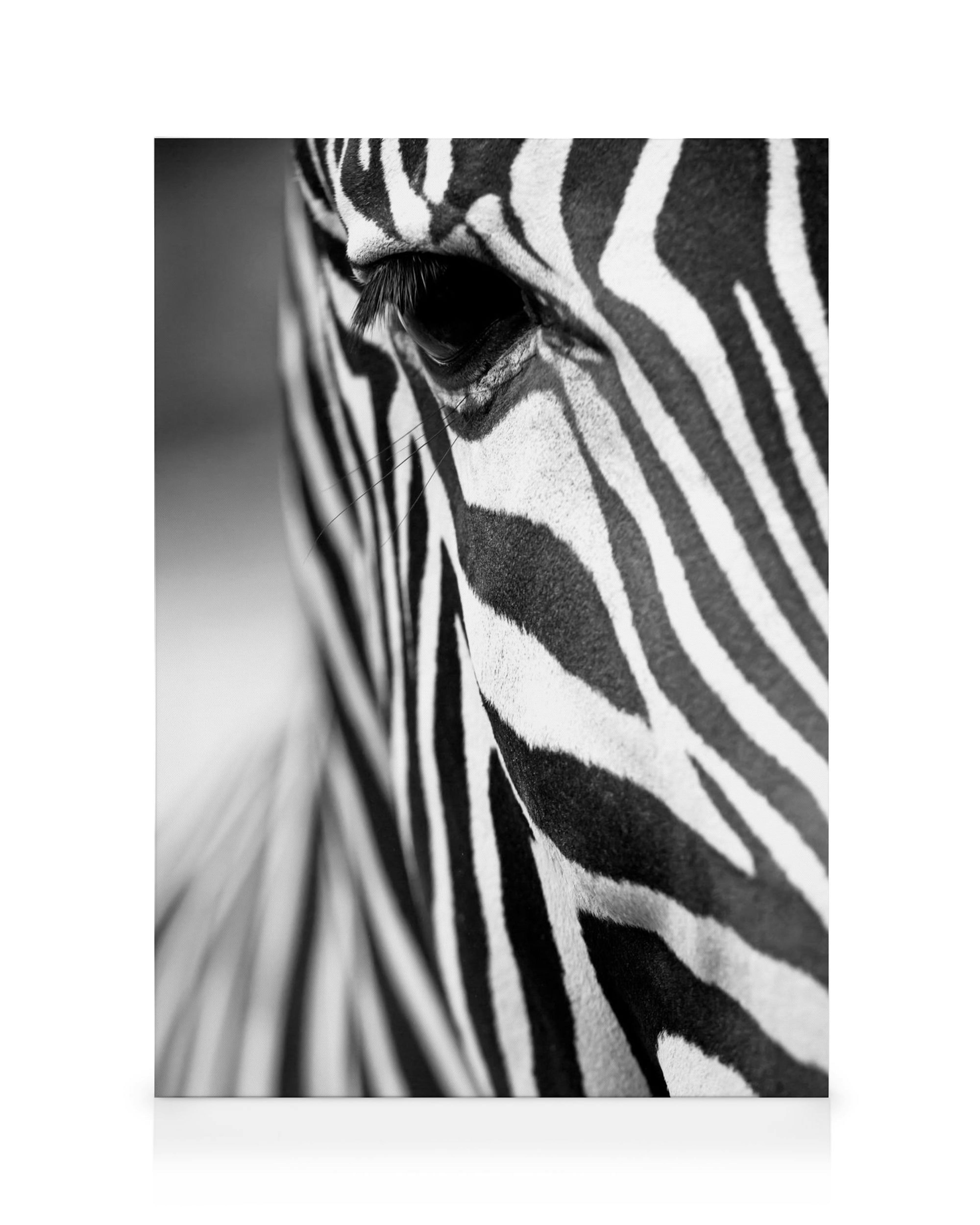 Toile de zèbre en gros plan, noir et blanc, montrant lœil et les rayures de lanimal