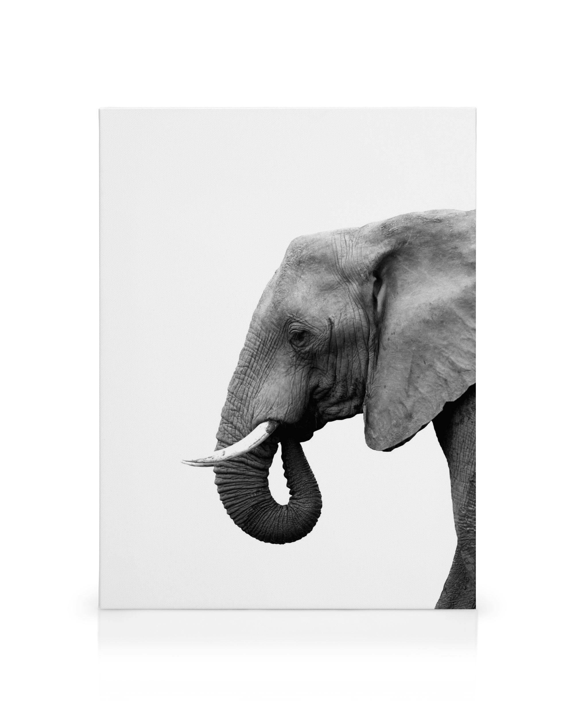 Toile déléphant artistique en noir et blanc, vue latérale, trompe courbée et défense sur fond clair.