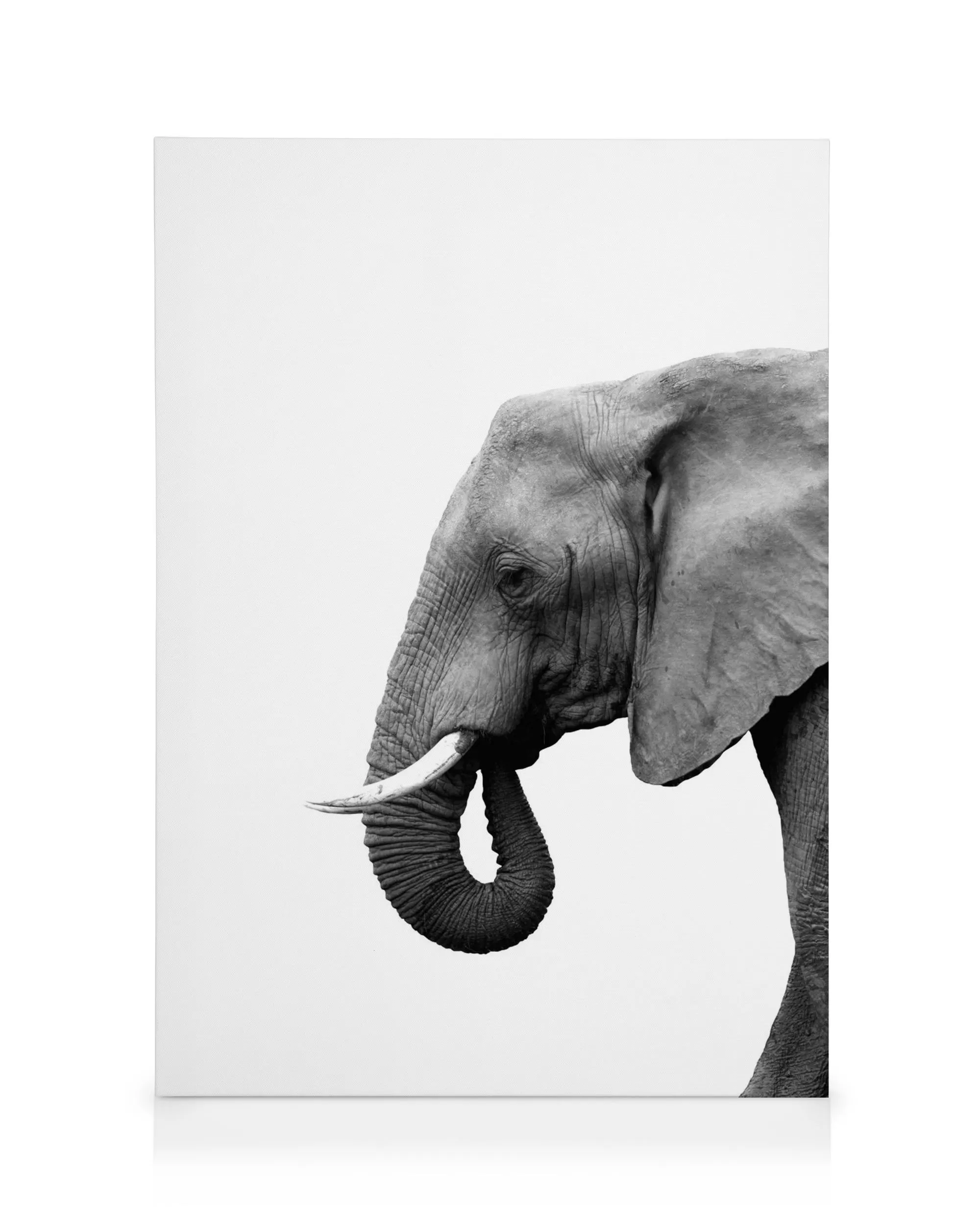 Lienzo blanco y negro de elefante con piel arrugada, trompa curva y colmillo, sobre fondo blanco liso.