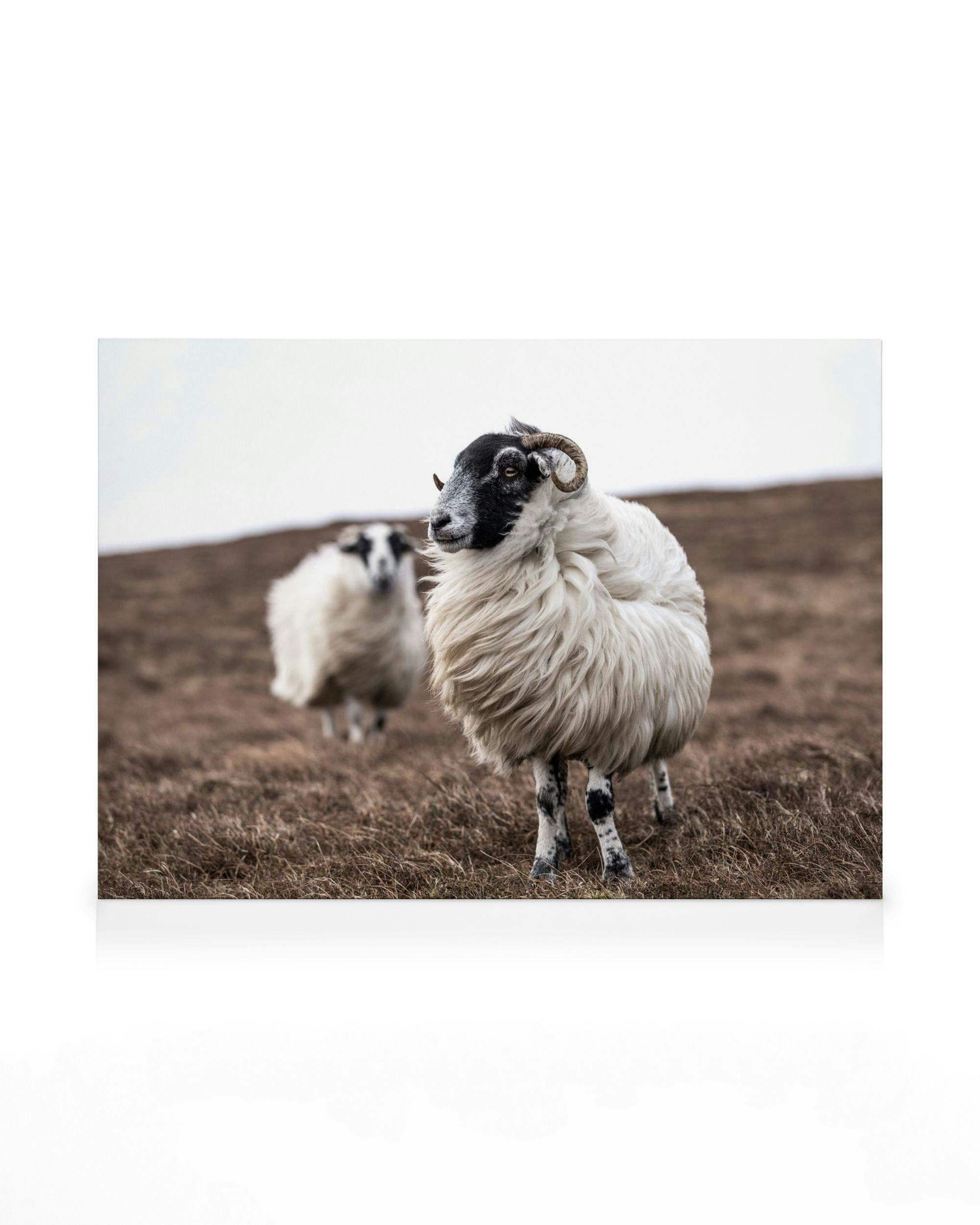 Canvas Prints Sheep Canvas print (30x40 cm - Black Frame)
