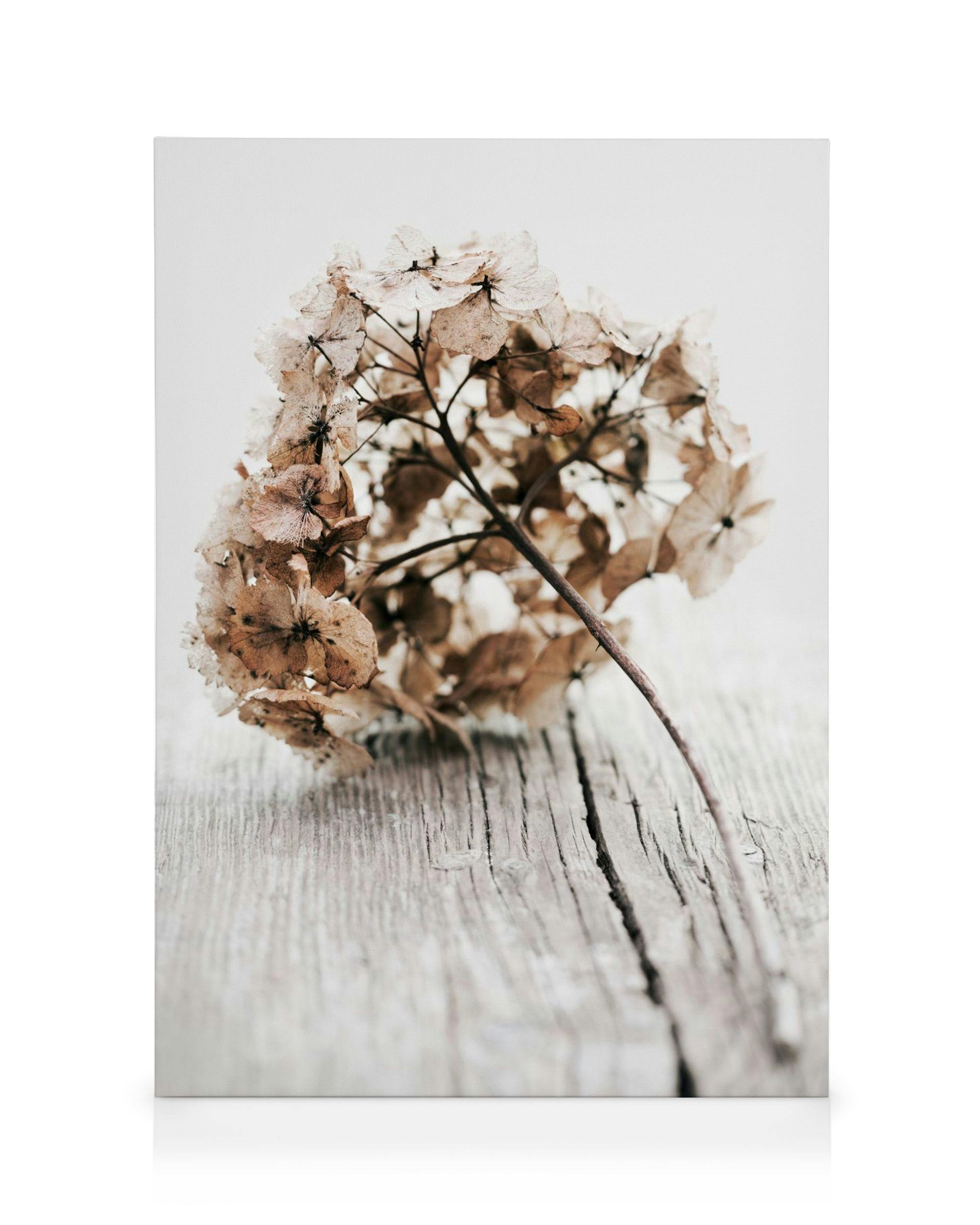 Canvastavlor Hydrangea Twig Canvastavla (30x40 cm - Svart ram)