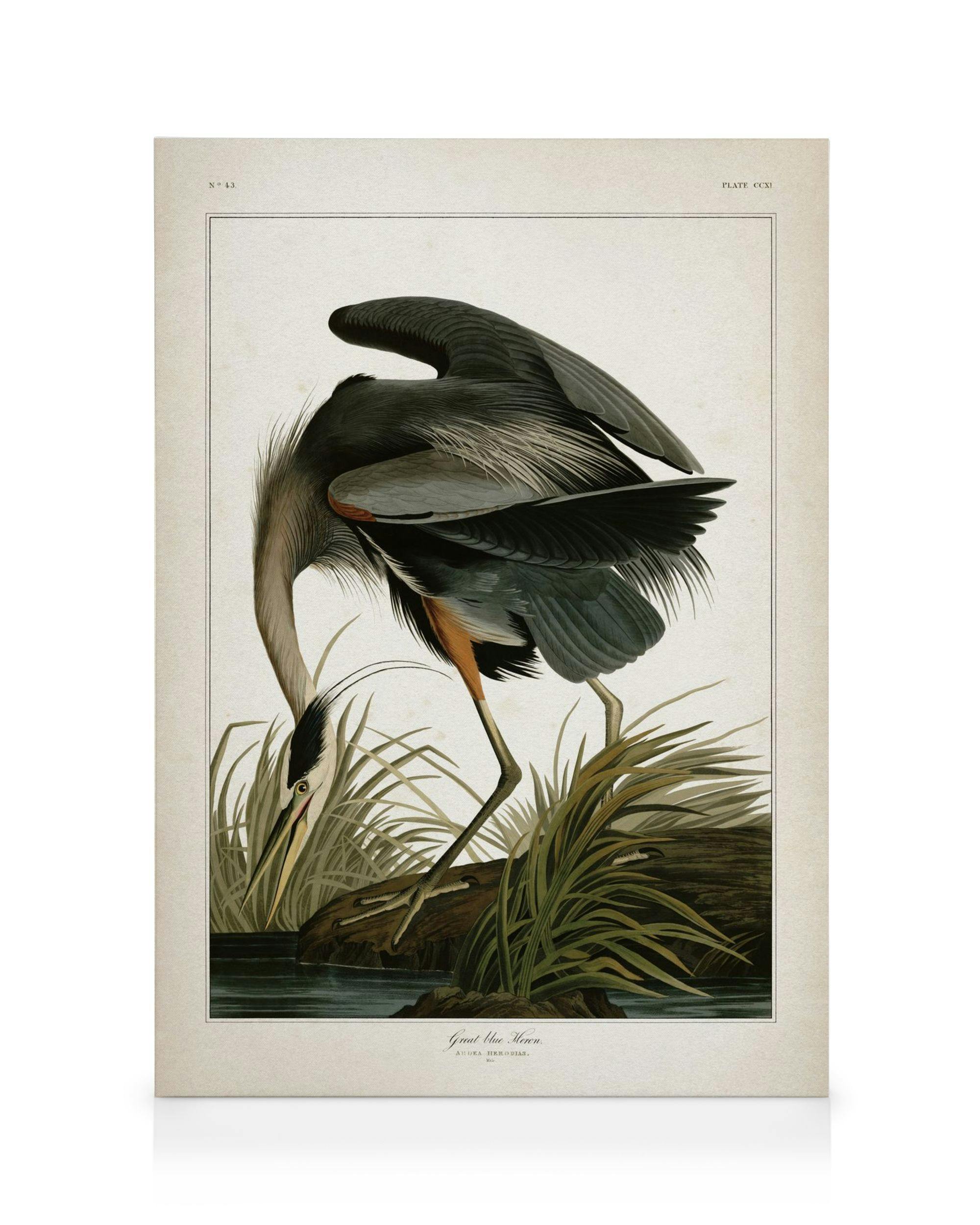 Garza gris-azul inclinada sobre el agua, plumaje naranja-negro, estilo grabado botánico.