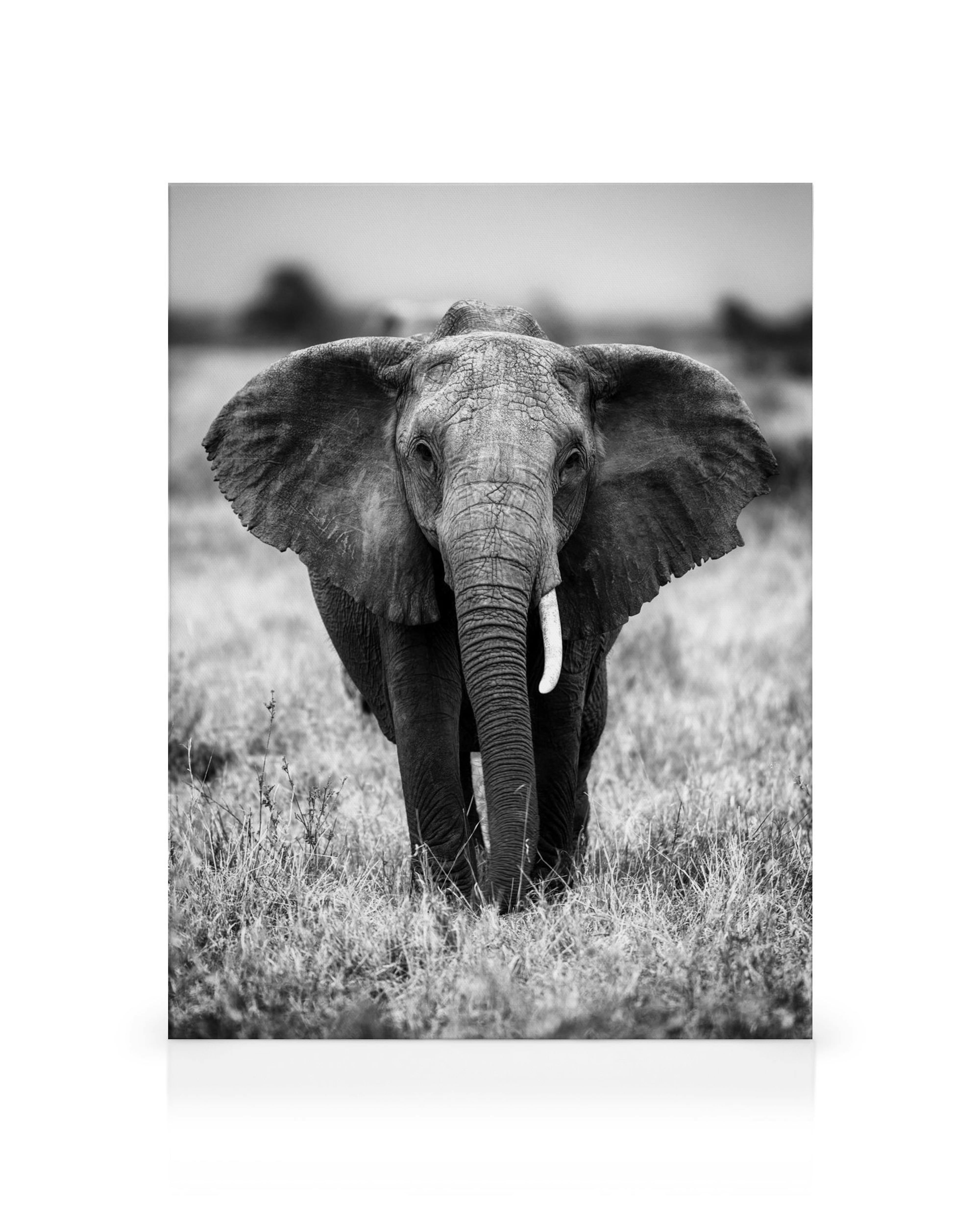 Zwart-wit canvas van een olifant met slagtanden en oren die in het gras staat, scherp gefocust, wazige achtergrond