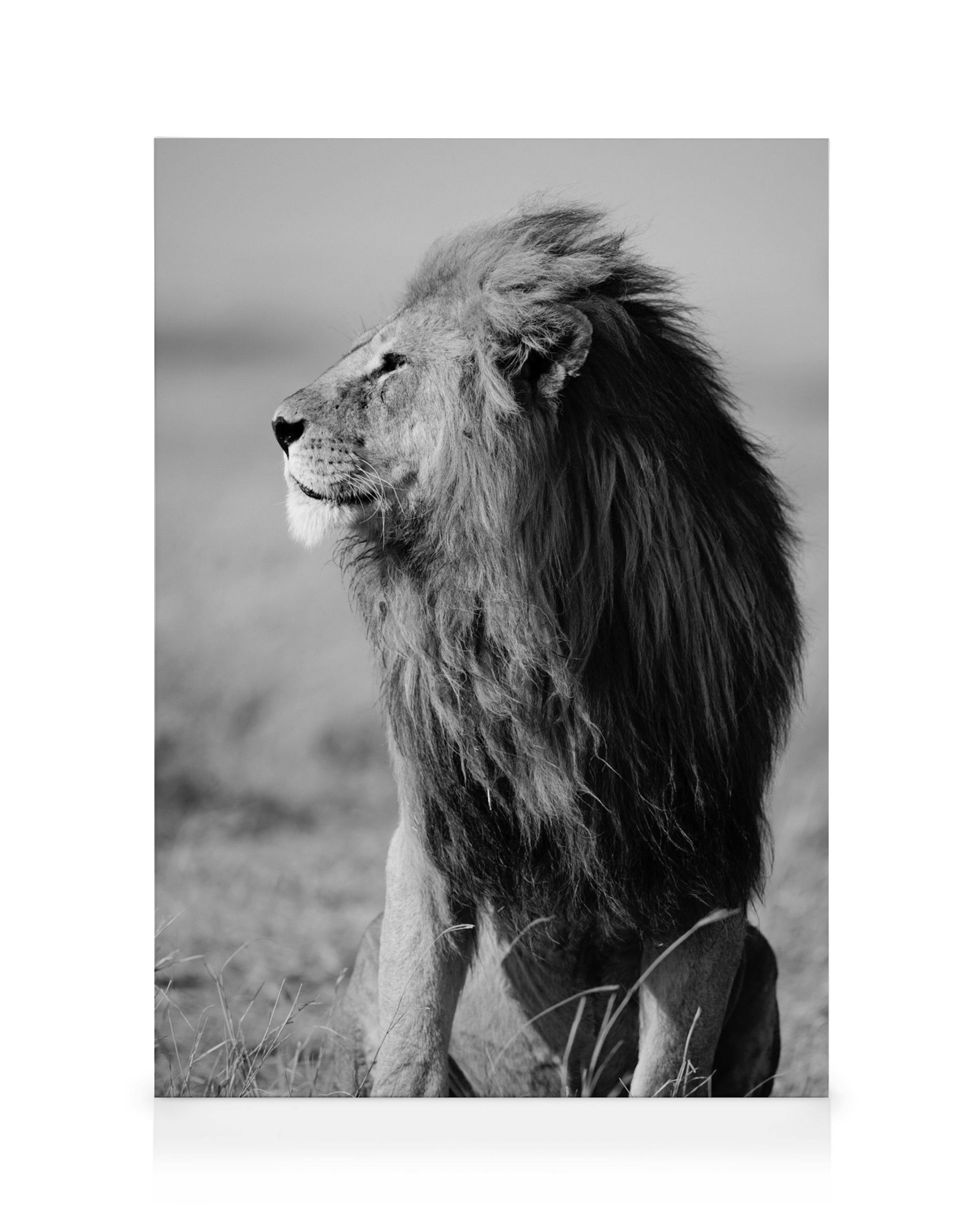 Toile noire et blanche dun lion majestueux en gros plan, regardant vers la gauche