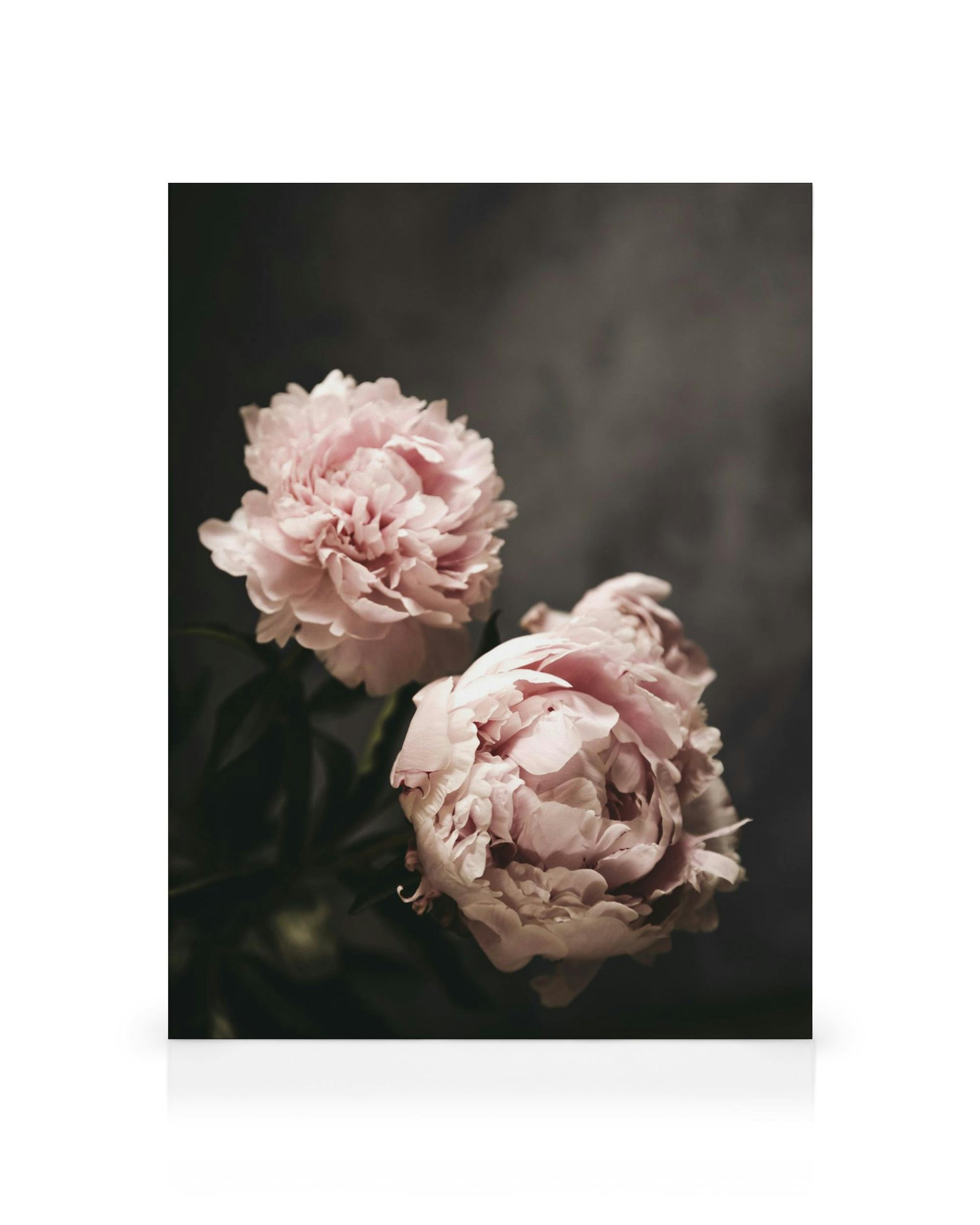 Toile de pivoines roses avec deux fleurs sur fond sombre, décor murale florale pour intérieur