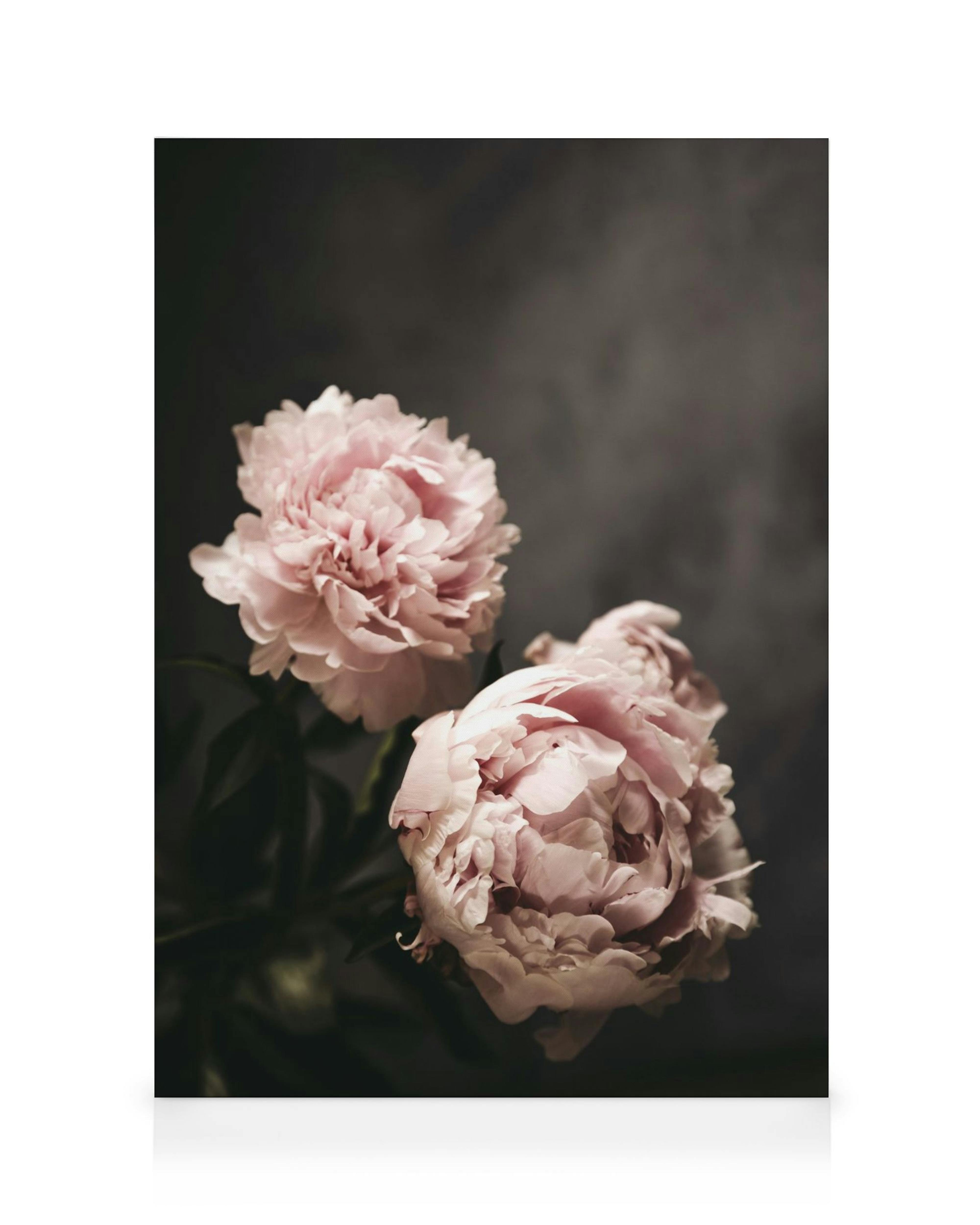 Canvastavla med två rosa pionblommor mot en mörk, suddig bakgrund. Ett blommigt väggmotiv.