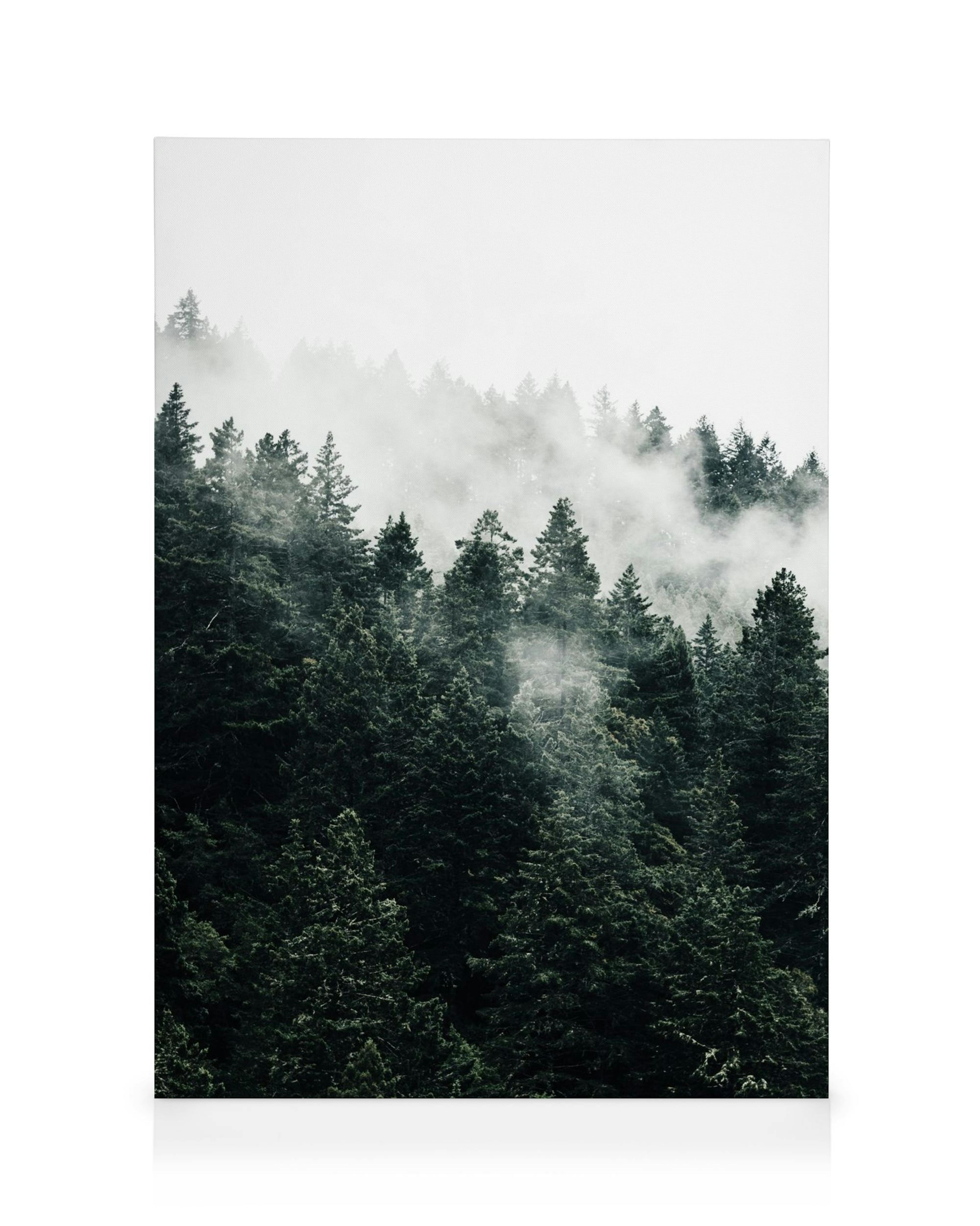 Toile de forêt de pins dans la brume, arbres verts sombres avec brouillard blanc, paysage naturel