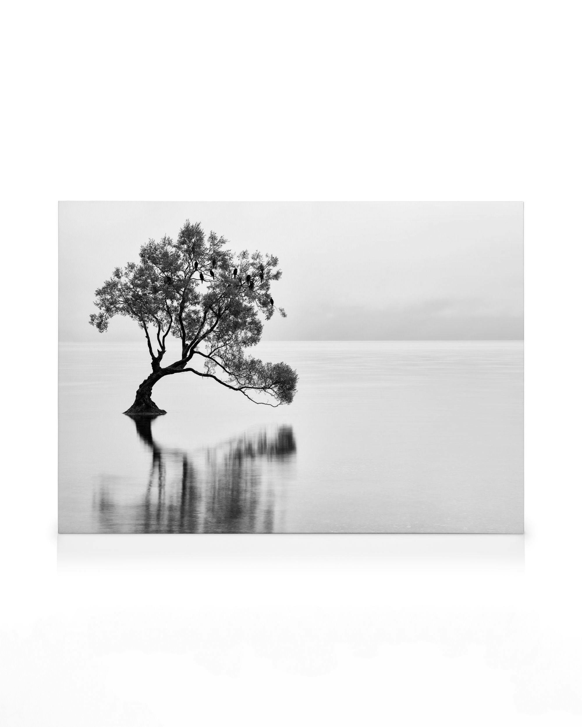 Black and white Lonely Wanaka Tree canvas print, showing a tree in water with birds and reflections, New Zealand art.