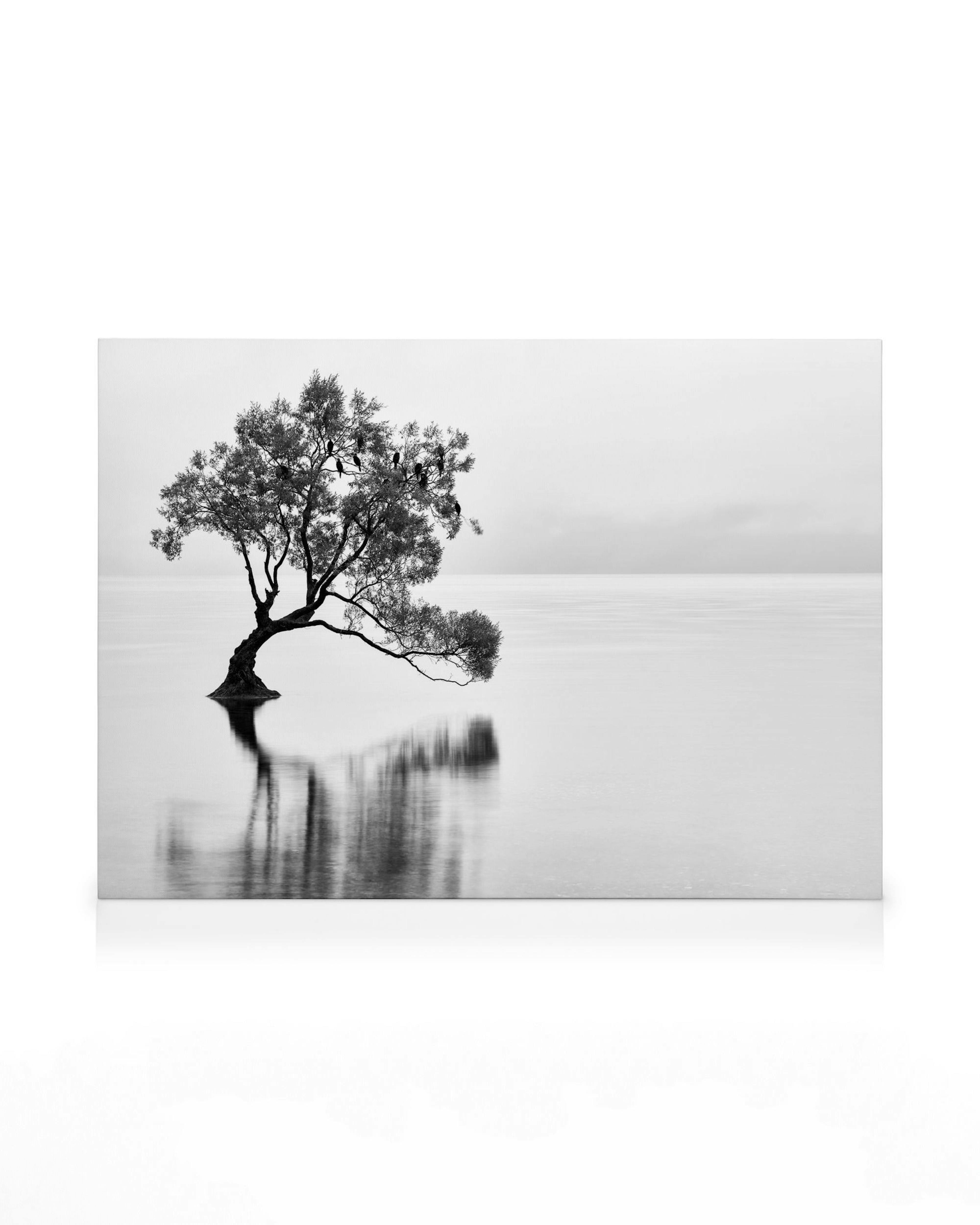 Black and white landscape canvas print of the lonely Wanaka Tree with branches and leaves reflected in calm water.