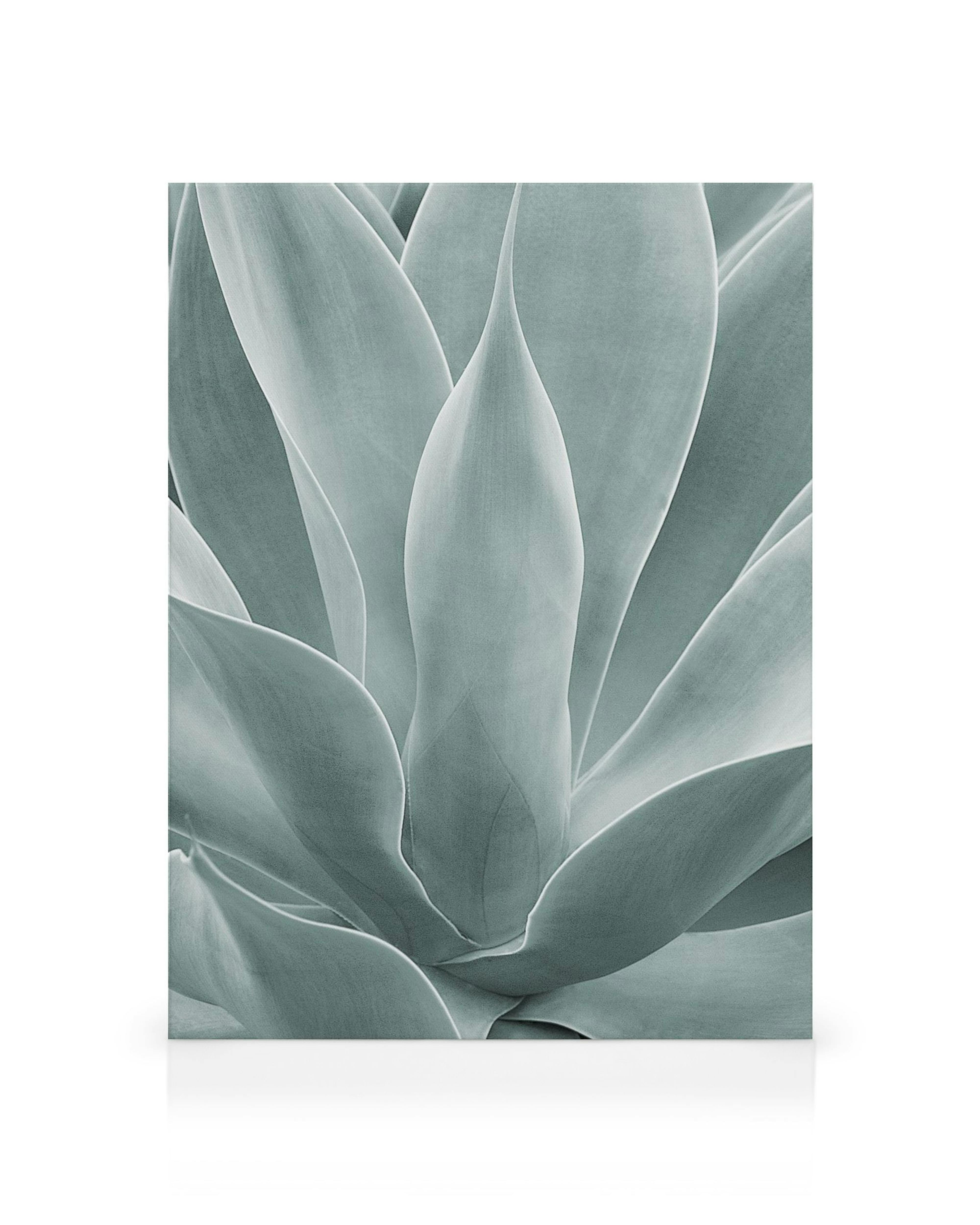 Toile dune plante agave aux grandes feuilles vertes pointues et superposées sur un fond blanc