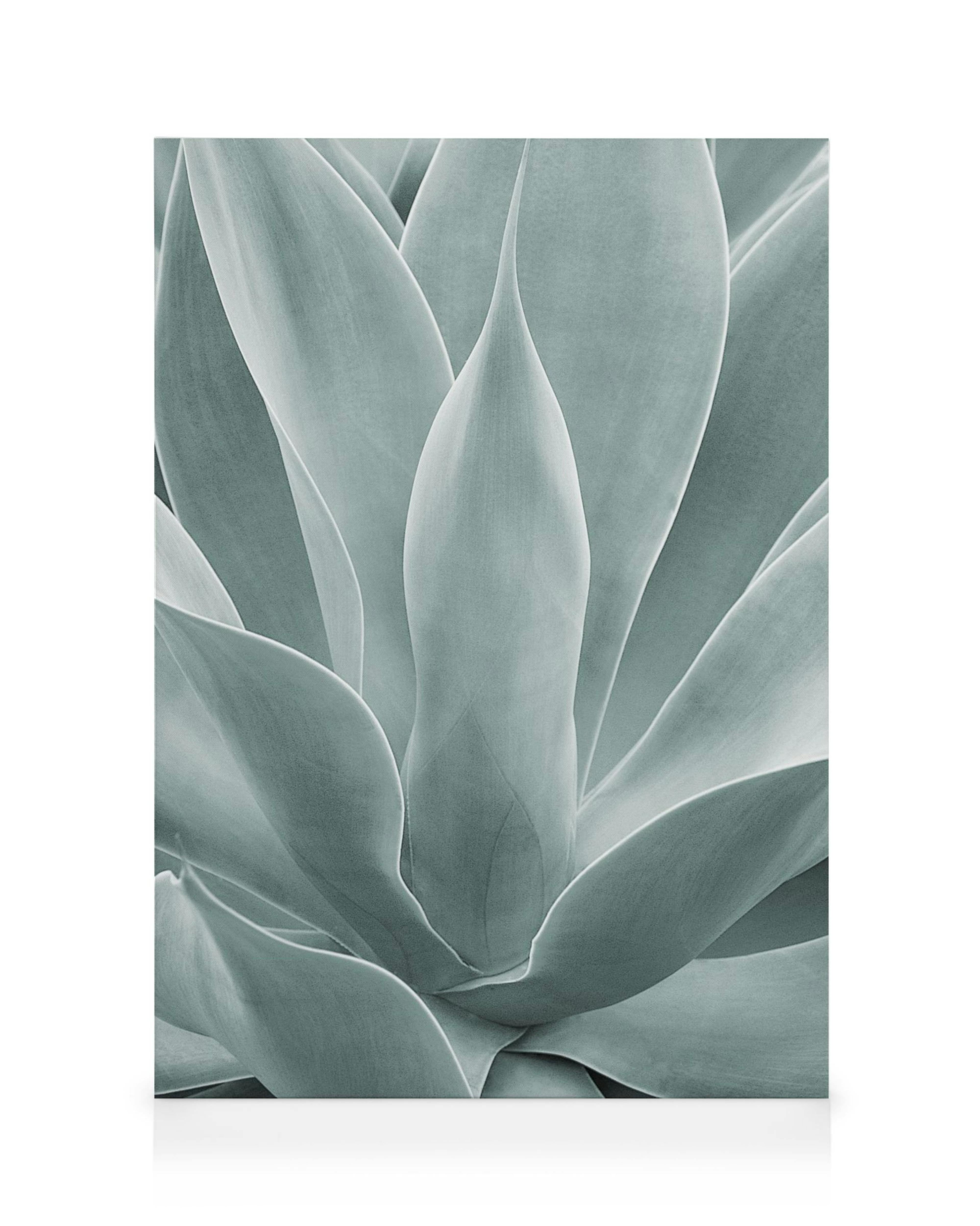 Toile de gros plan dagave aux feuilles vert pâle pointues et superposées, sur fond blanc