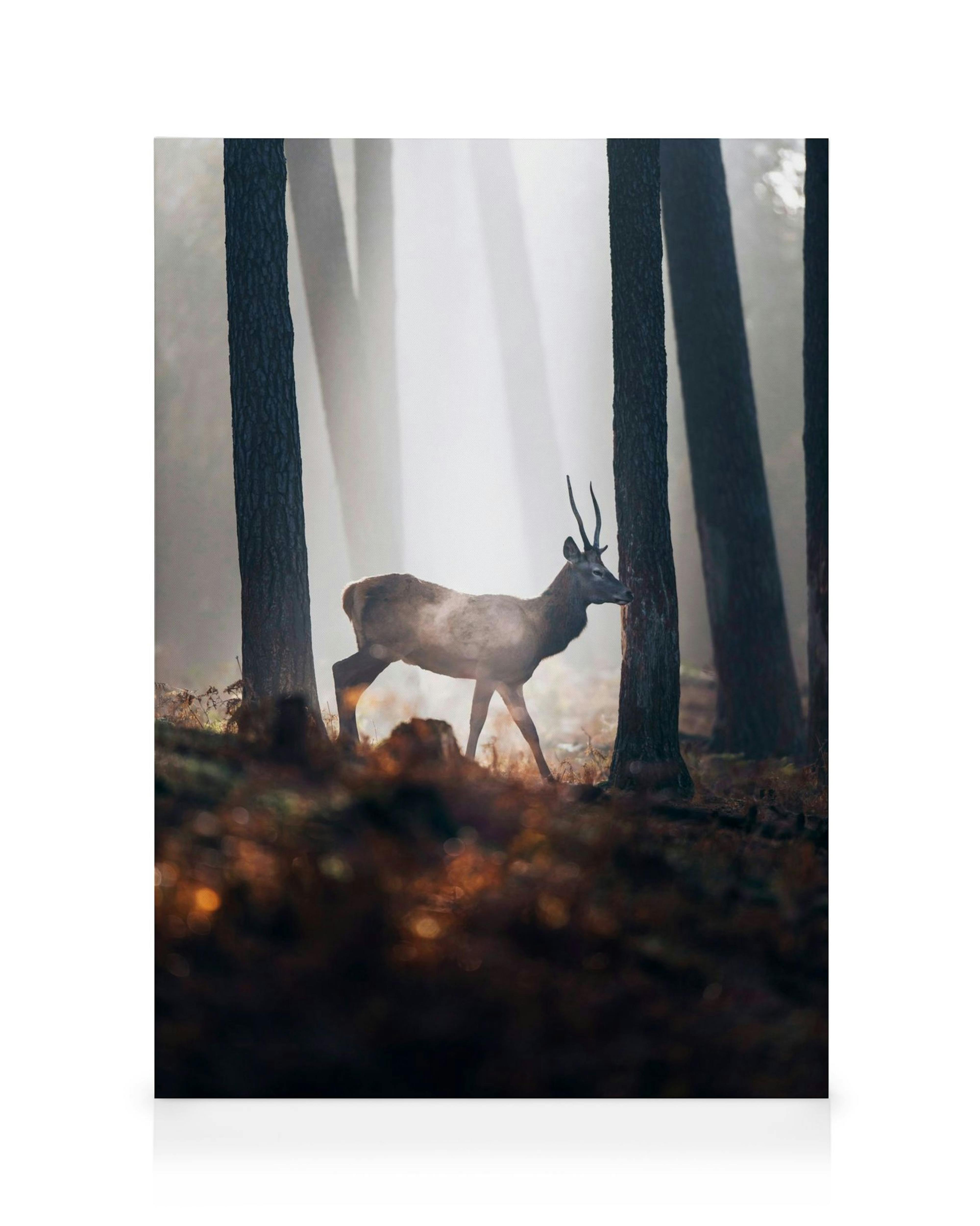 Roter Hirsch im Wald mit Sonnenstrahlen und Nebel, Herbstfarben, Natur-Leinwand