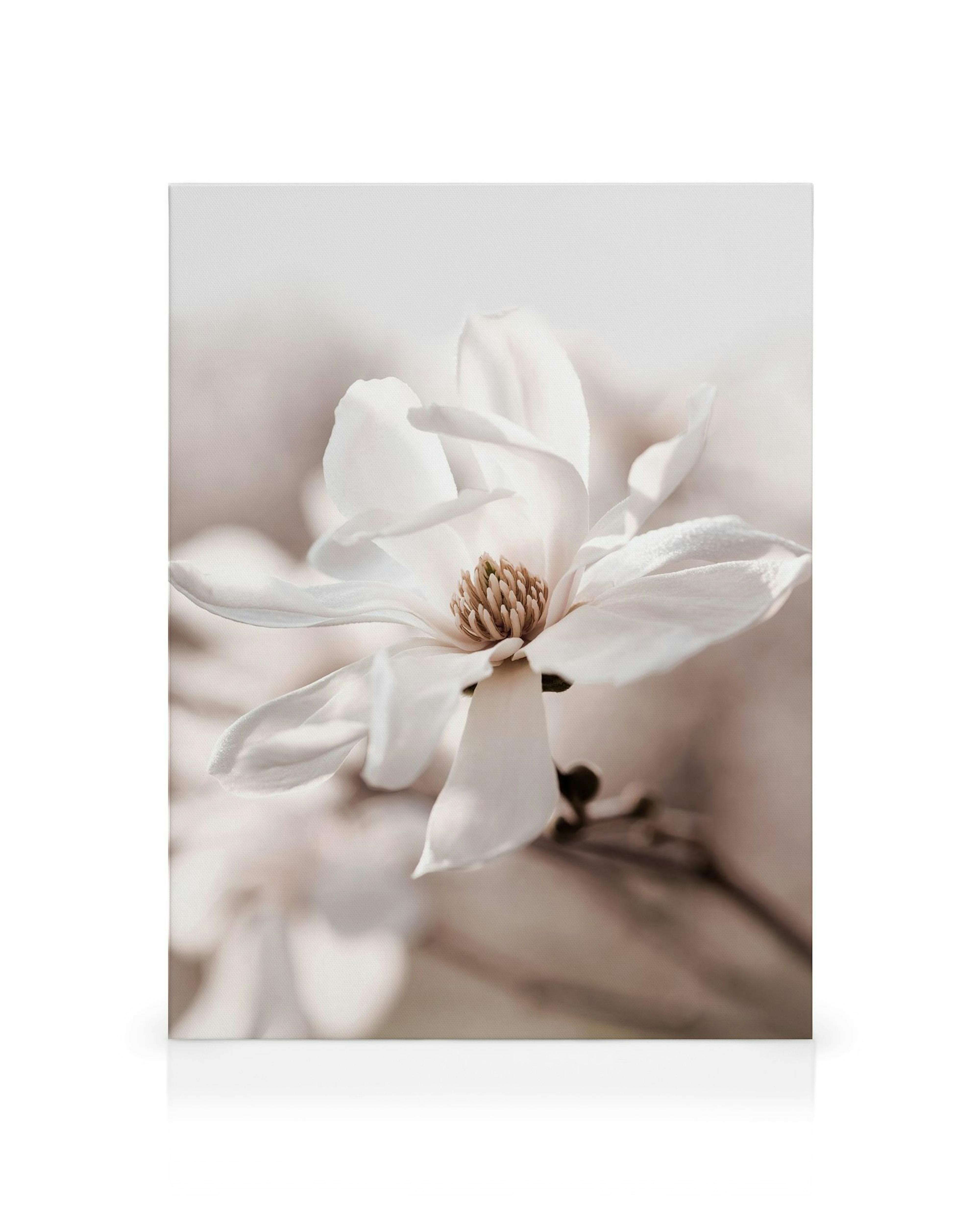 Leinwandbild mit Nahaufnahme einer weißen Magnolienblüte in voller Blüte, zarte Blütenblätter und goldene Staubgefäße.