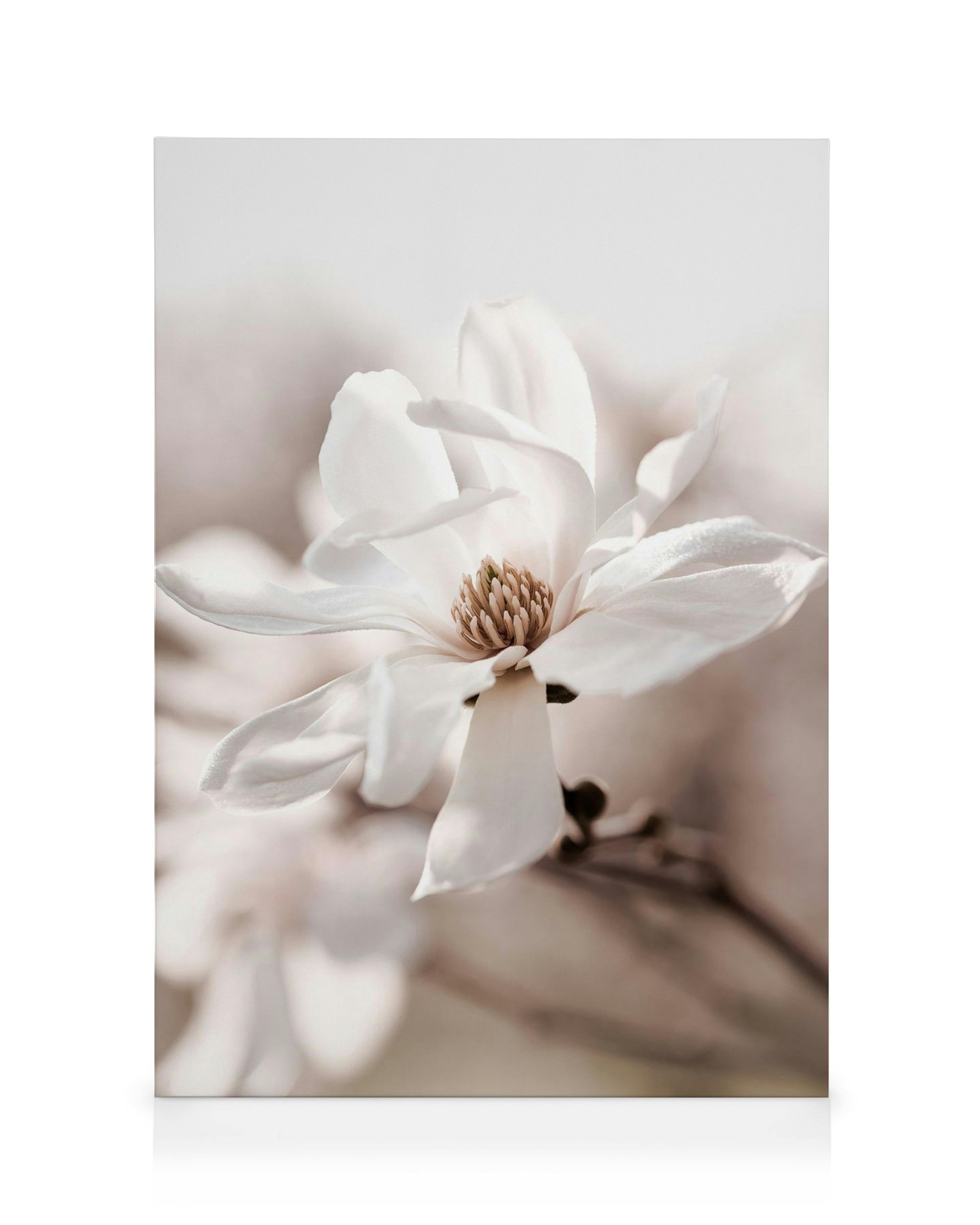 Delicate white star magnolia blossom with soft petals and prominent stamen on a muted brown background, botanical floral art.