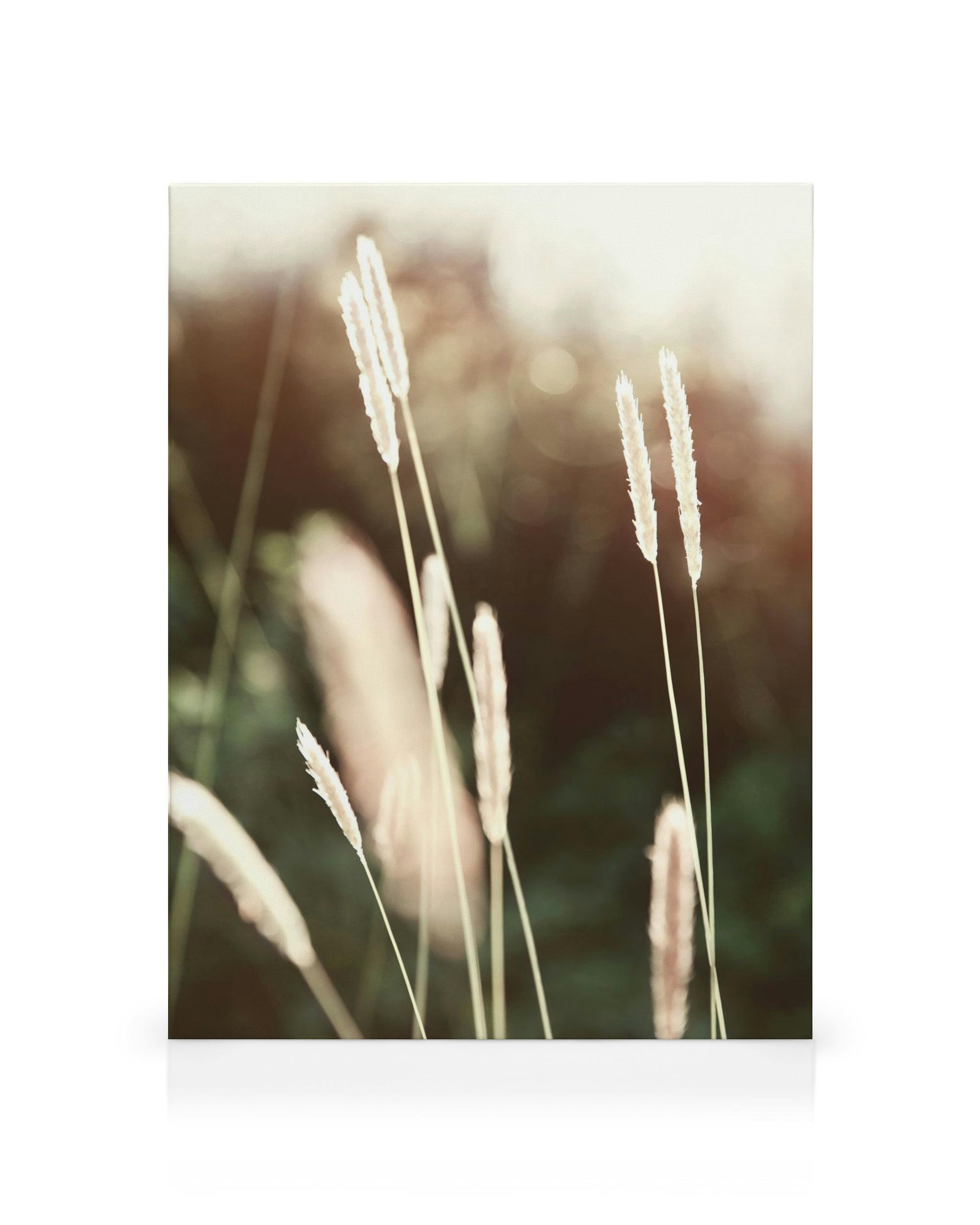 Evening Summer Field Canvas: close-up of fluffy pale grass stalks, backlit by a warm, hazy sun against a dark green background.