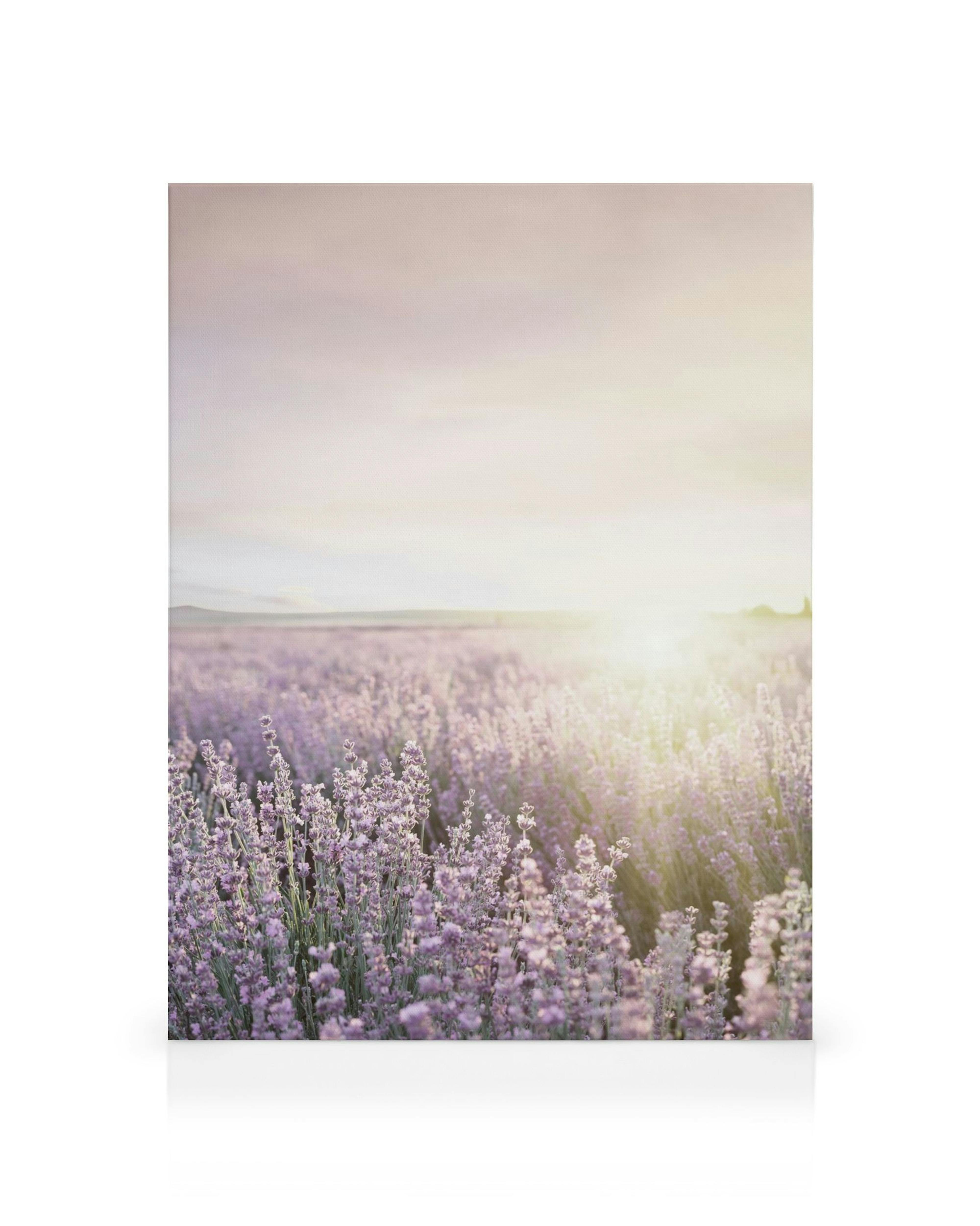 Vibrant field of purple lavender flowers under a soft sky, bathed in golden sunlight, perfect for home decor.