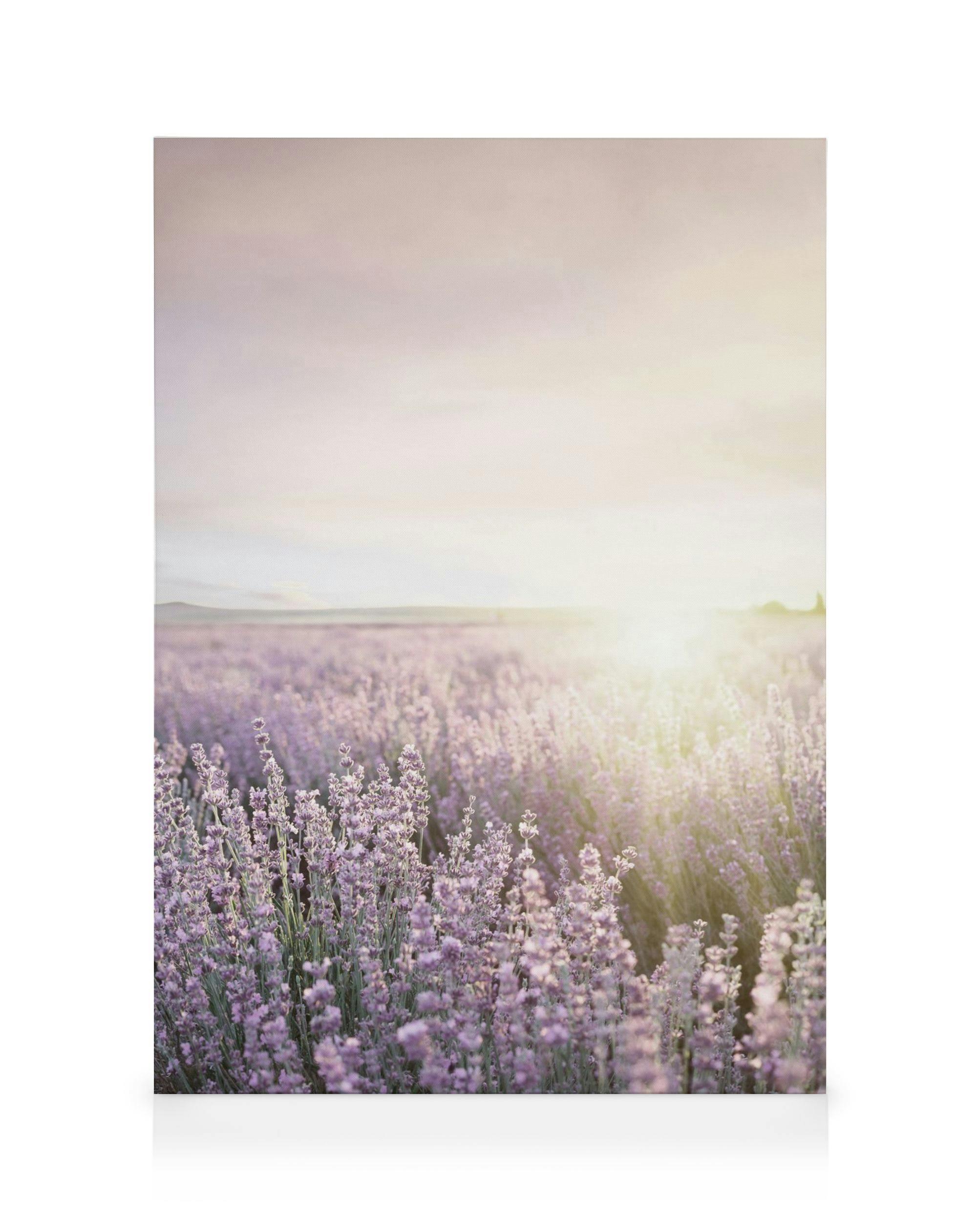 Toile champ de lavande violette sous un ciel pastel avec un soleil éclatant, pour décoration murale.