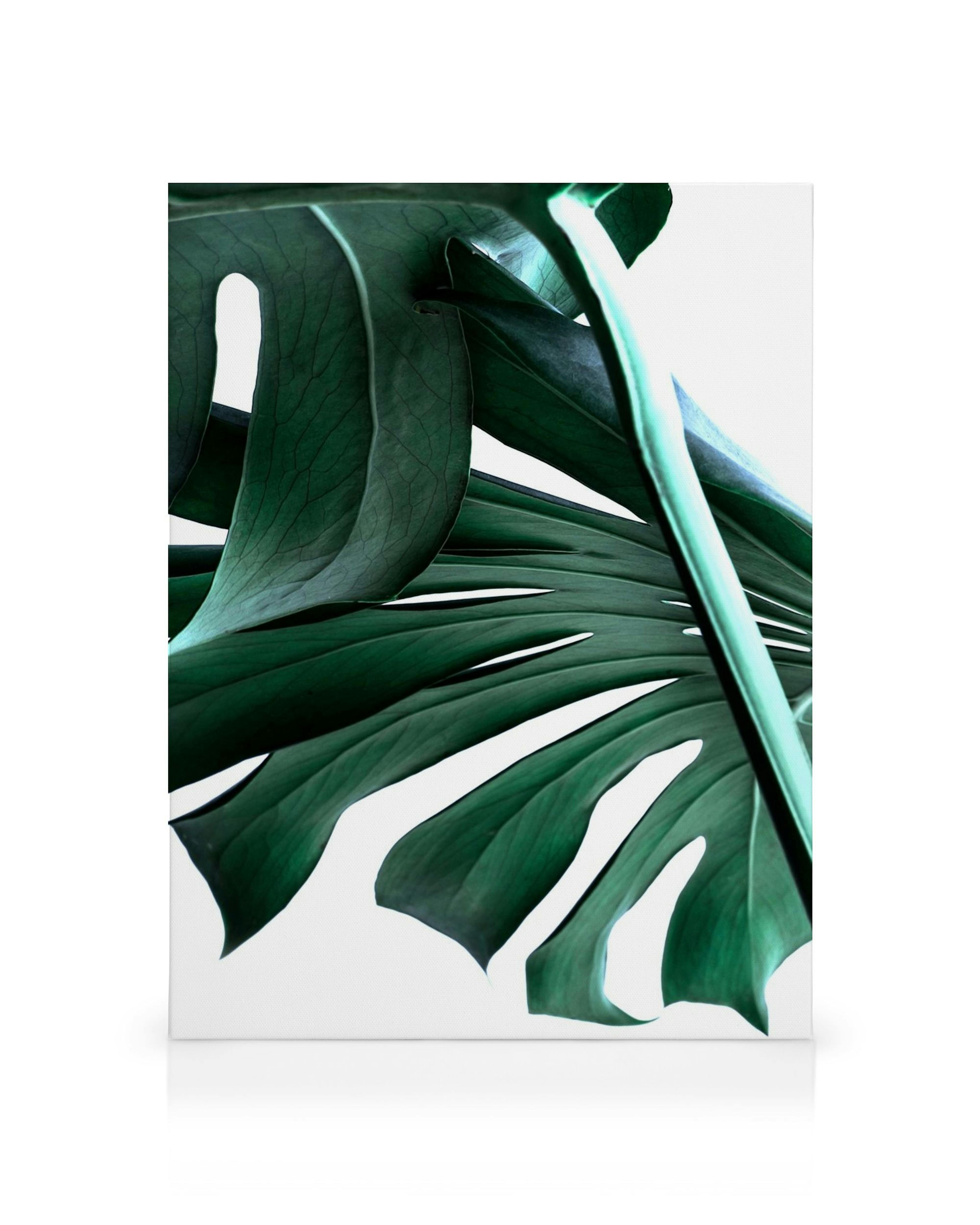 Modern canvas print with dark green Monstera leaves and visible veins against a white background, perfect wall art.