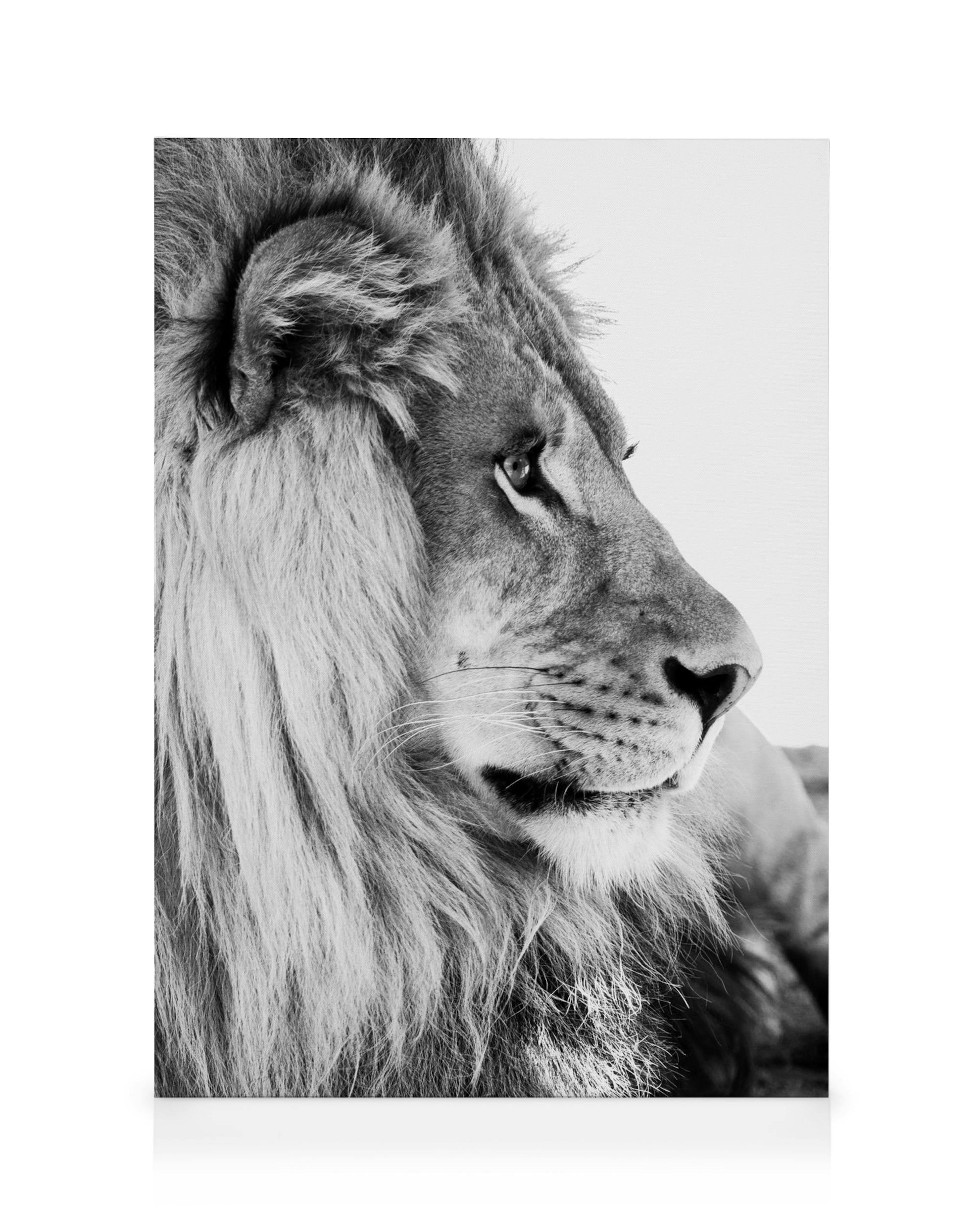 Toile noir et blanc du profil dun lion avec une crinière pleine et un regard intense